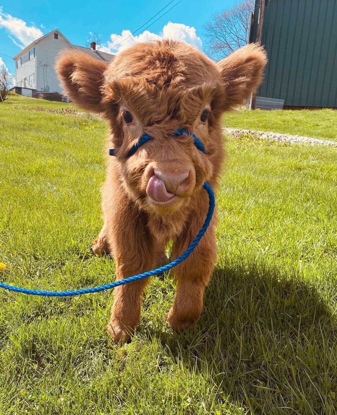 Mini Highland Cow For Sale Andrean (Male)