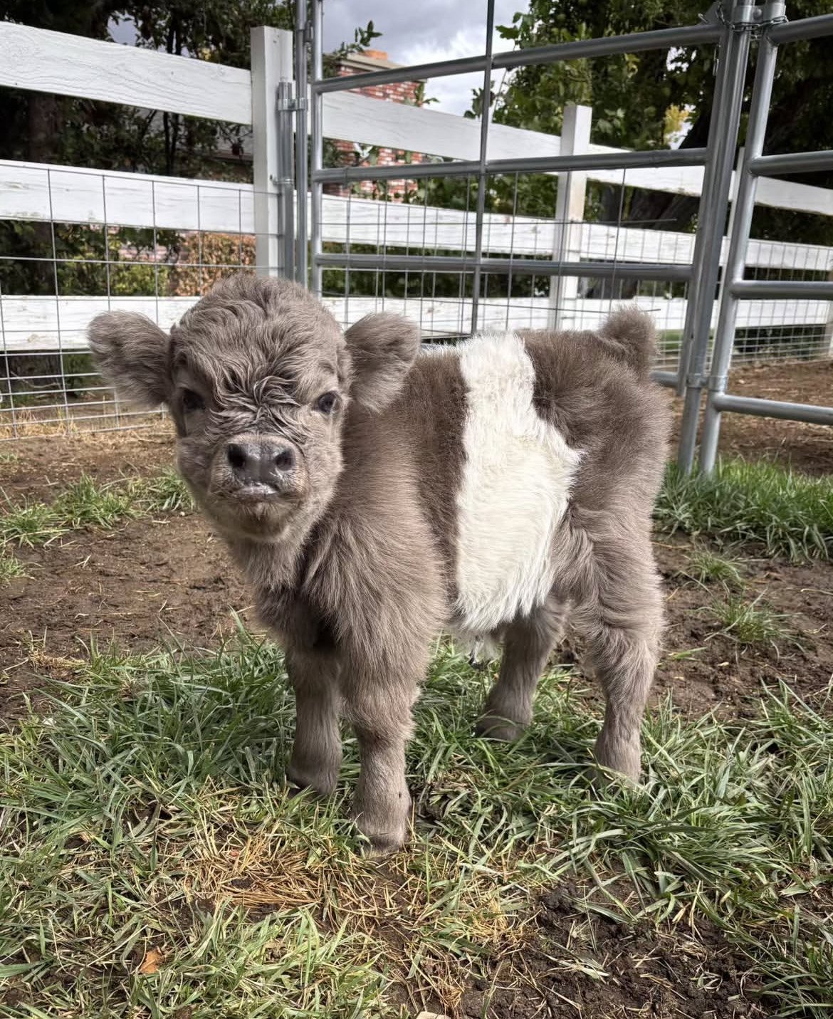 Buy Mini Highland Cattle – Meet Baby Brie
