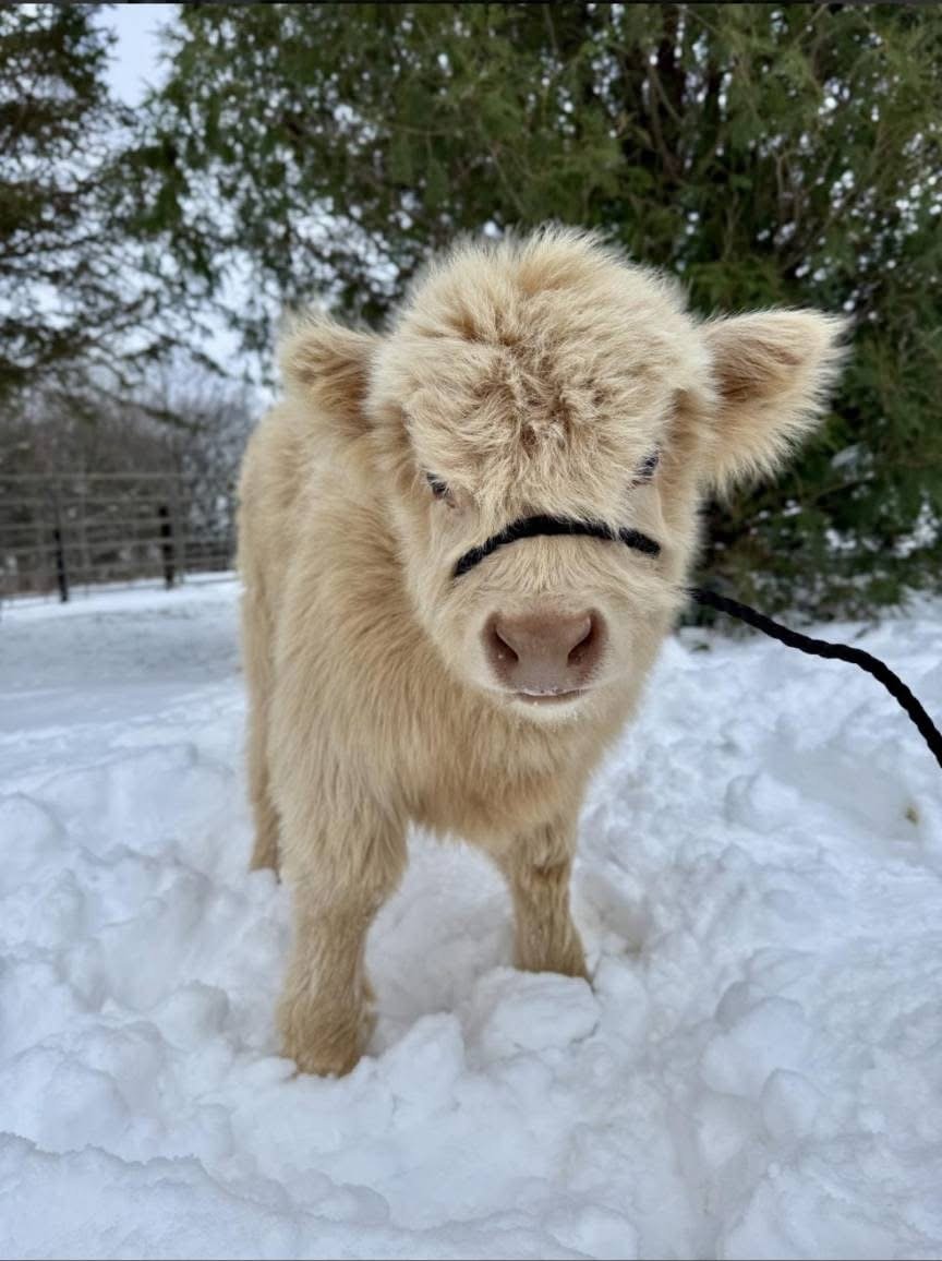 Mini Highland Calf For Sale – Meet Buttercup Bean - Image 3