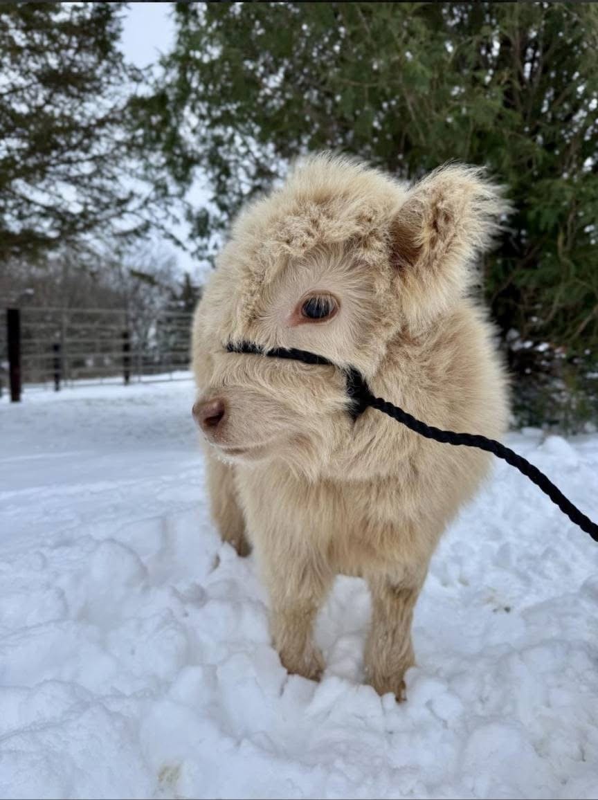 Mini Highland Calf For Sale – Meet Buttercup Bean - Image 2