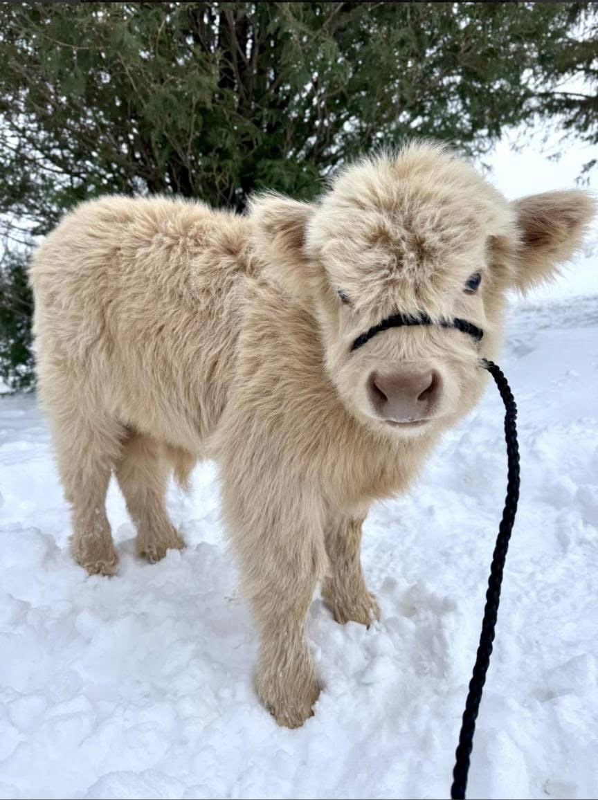 Mini Highland Calf For Sale – Meet Buttercup Bean