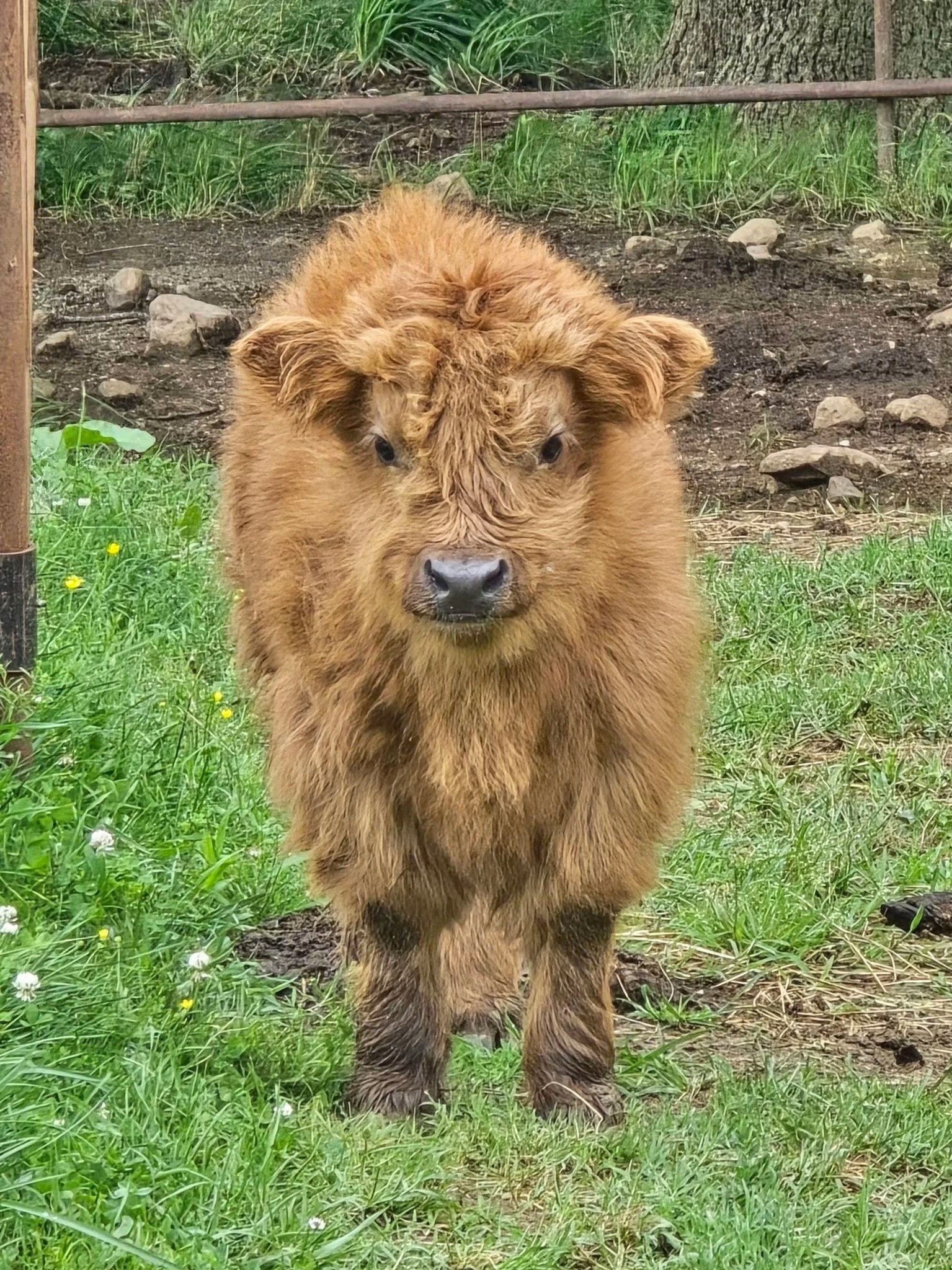 Micro Mini Highland Cow for Sale – Meet Daisy