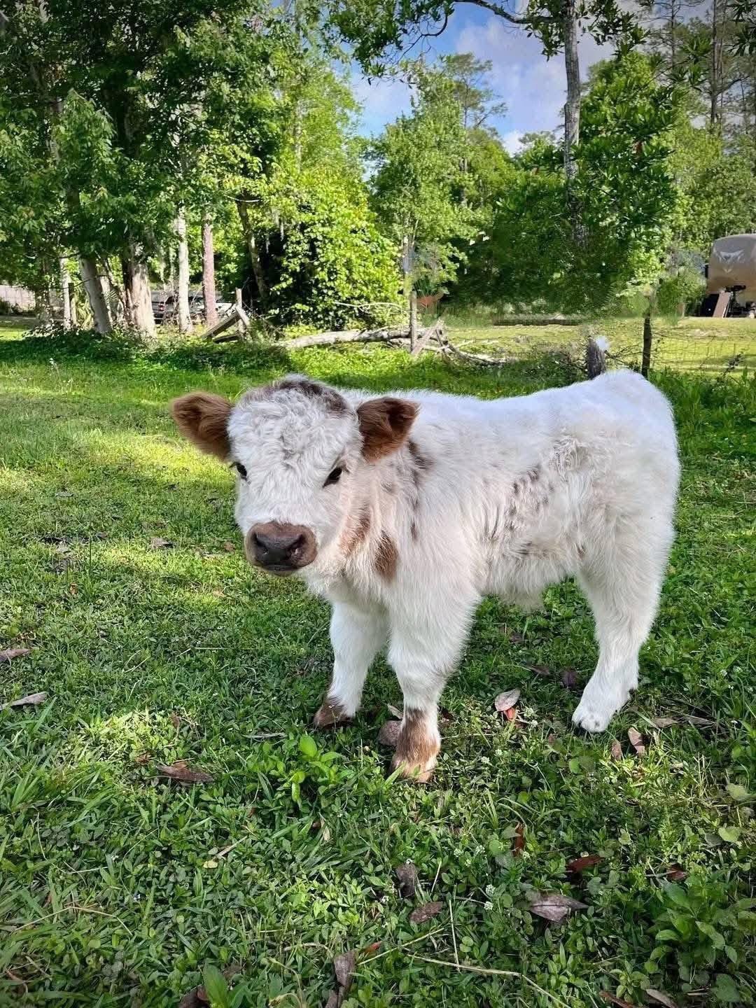 Mini Highland Cattle For Sale Online – Meet Duffy