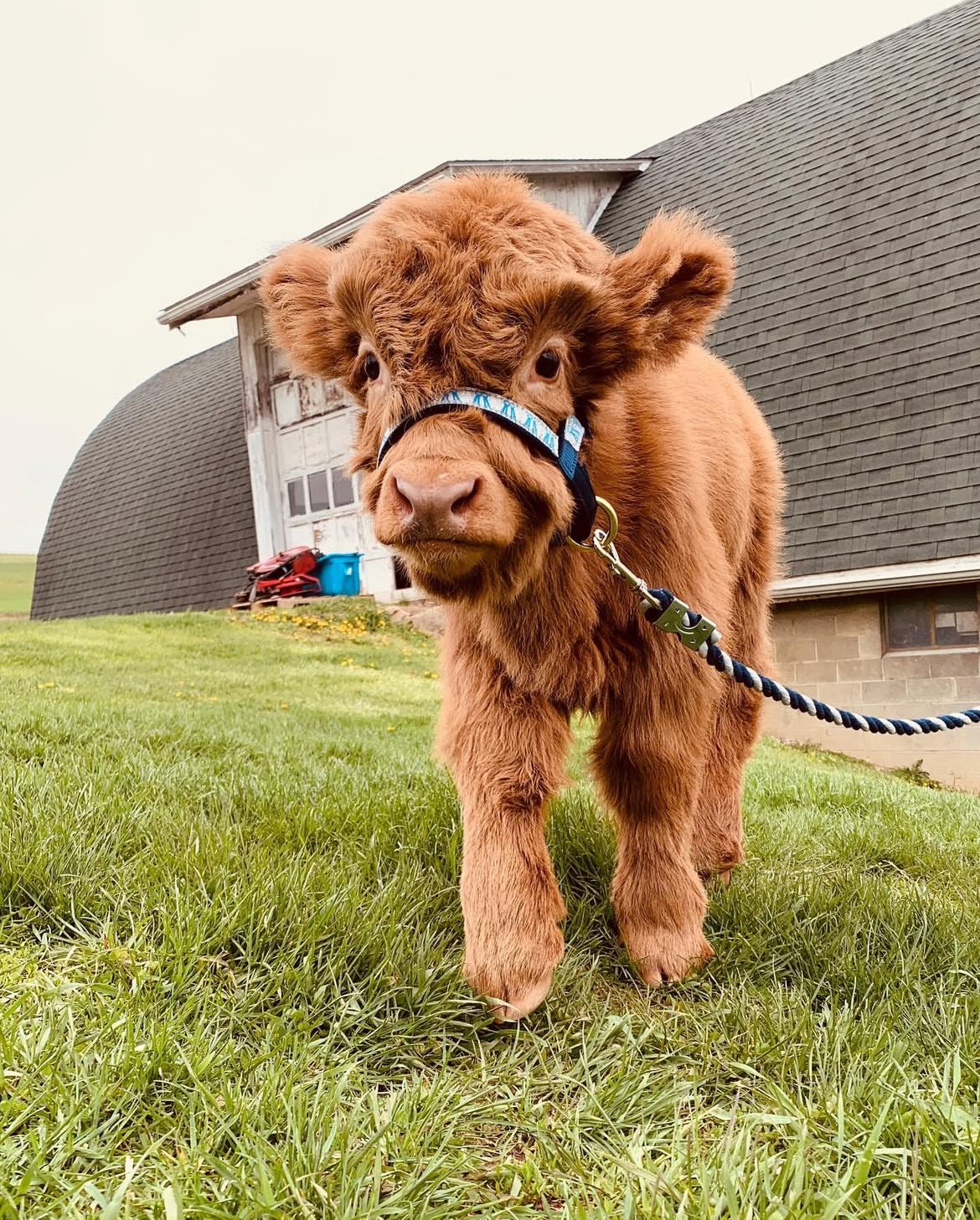Mini Highland Cows for Sale Online – Meet Fern