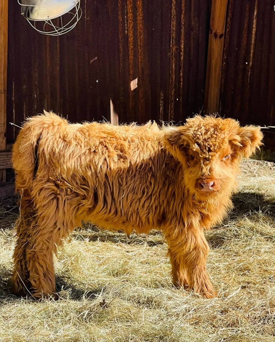 Get Mini Highland Cows for Sale – Meet Hazelhorn
