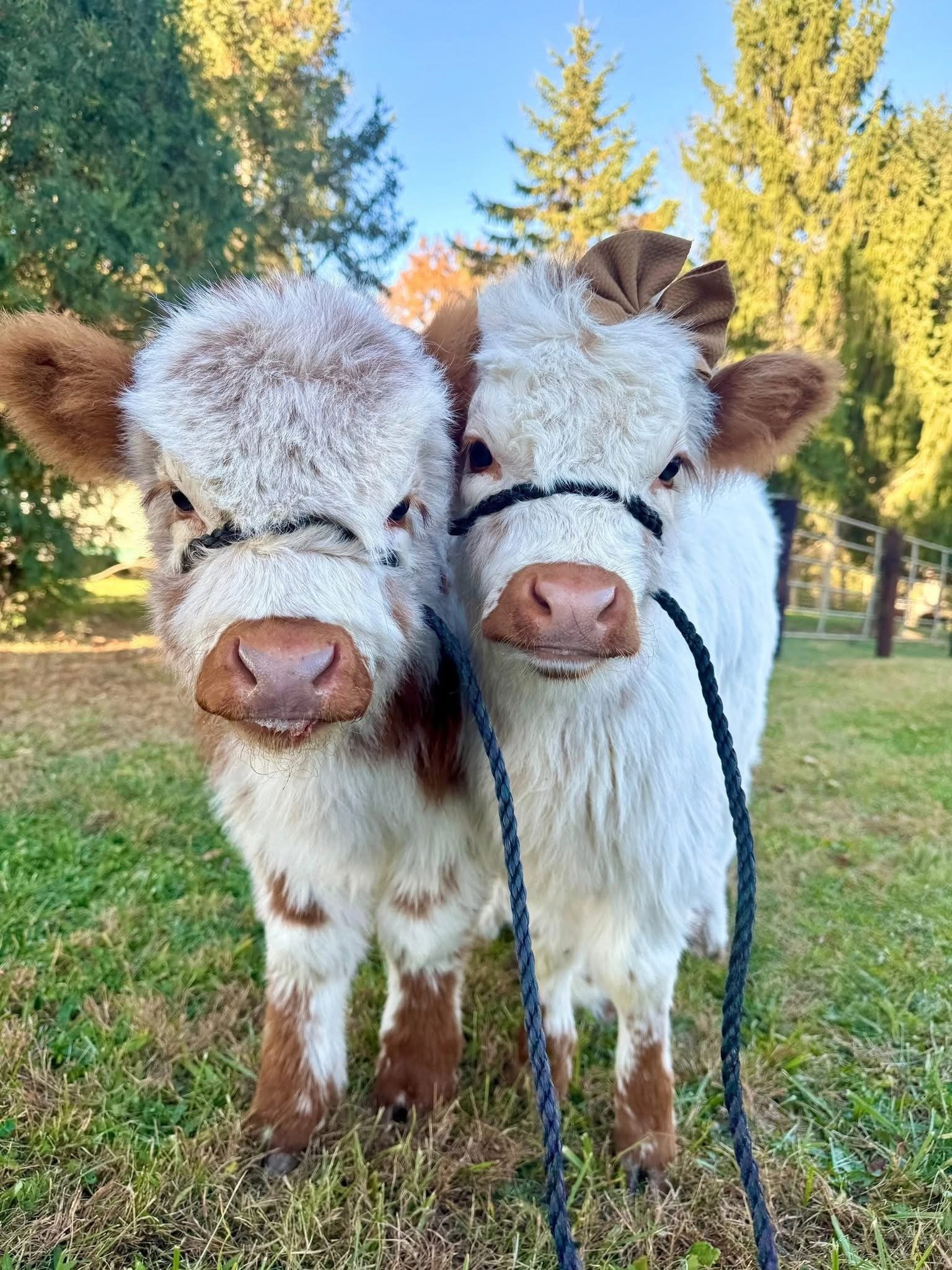 Mini Highland Cattle – Meet Adam & Gloria