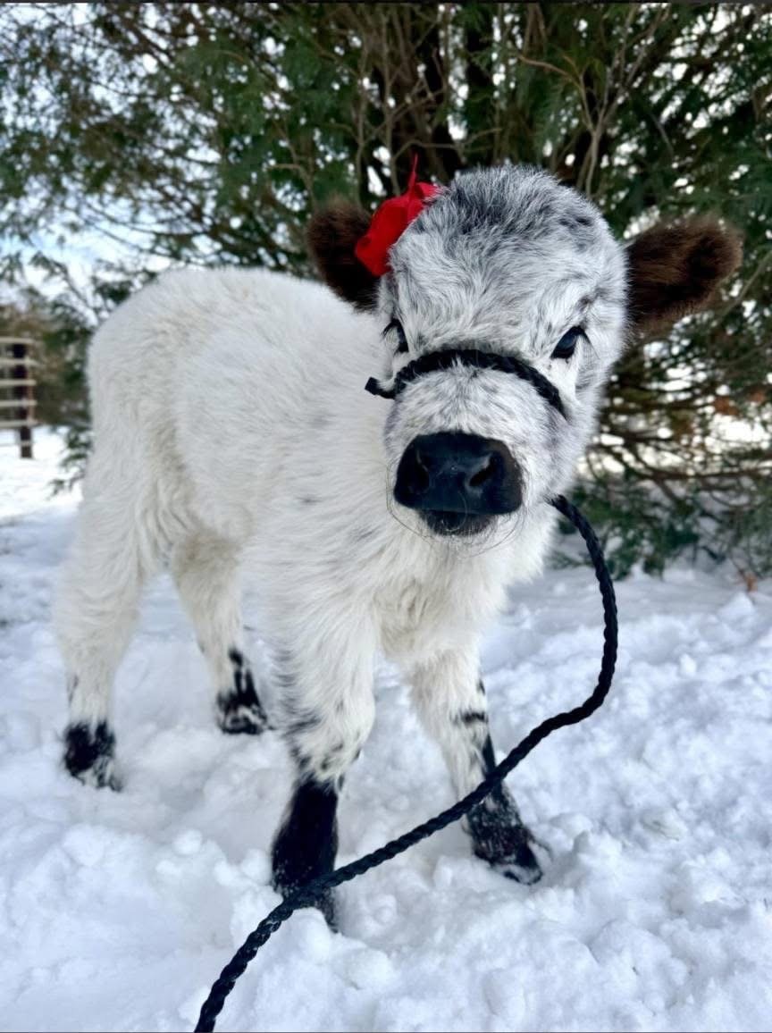 Mini Highland Cattle for Sale – Meet Lucy