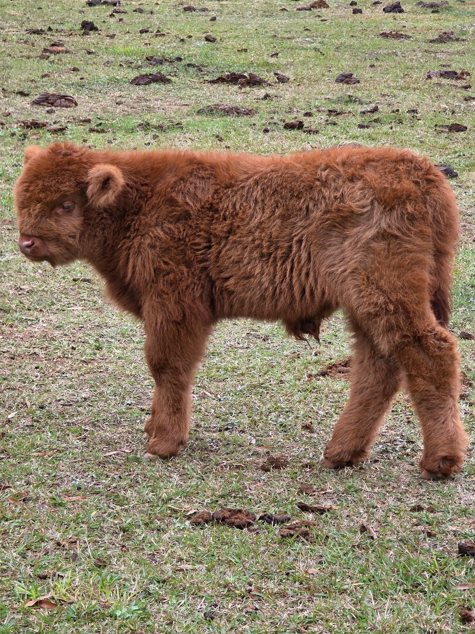 Sophia (Female) mini highland cow for sale