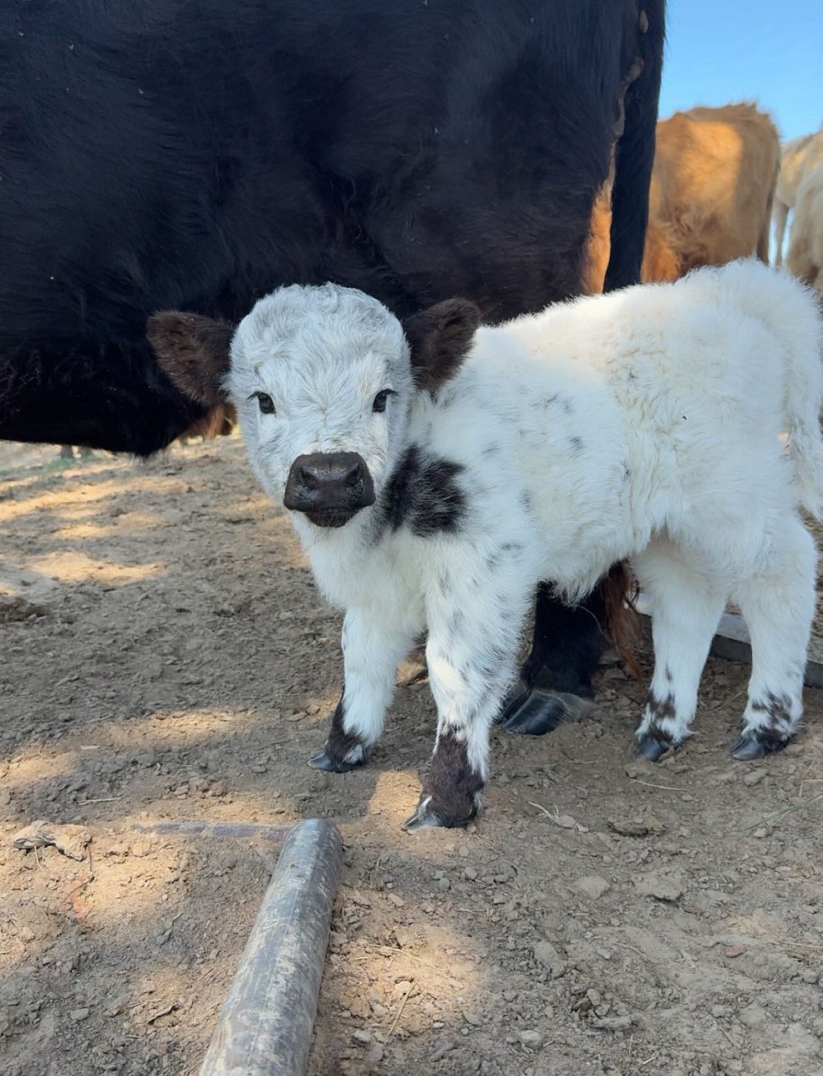 Miniature Highland Cow – Meet Ashley - Image 2