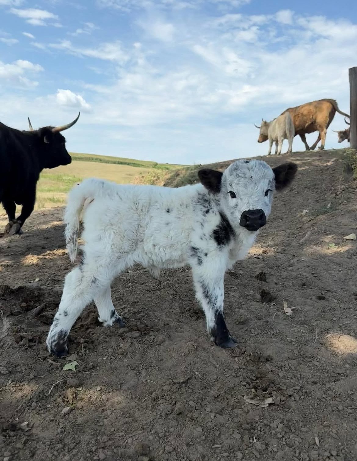 Miniature Highland Cow – Meet Ashley