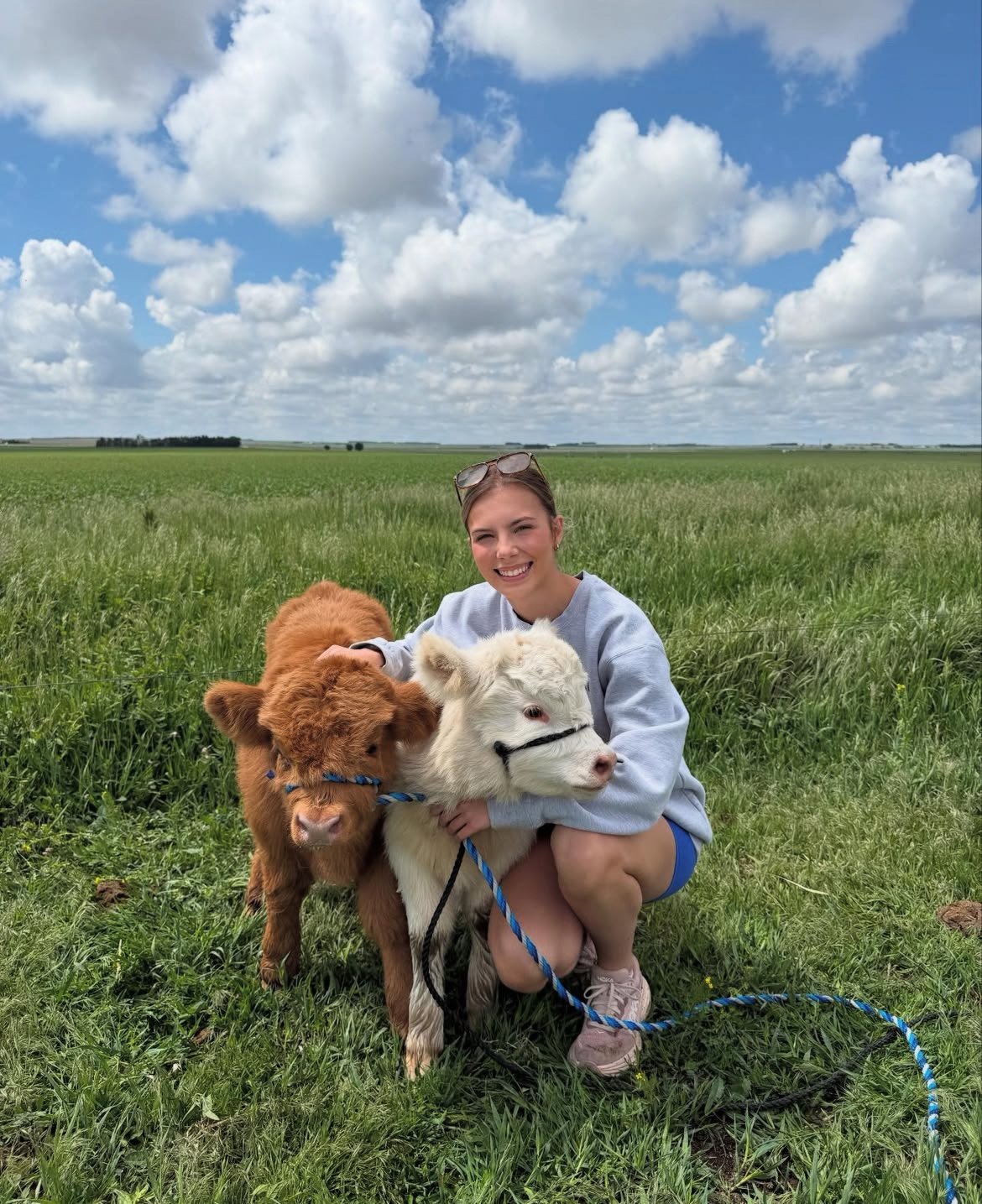 Mini Highland Cattle for Sale – Meet Rusty & Lola