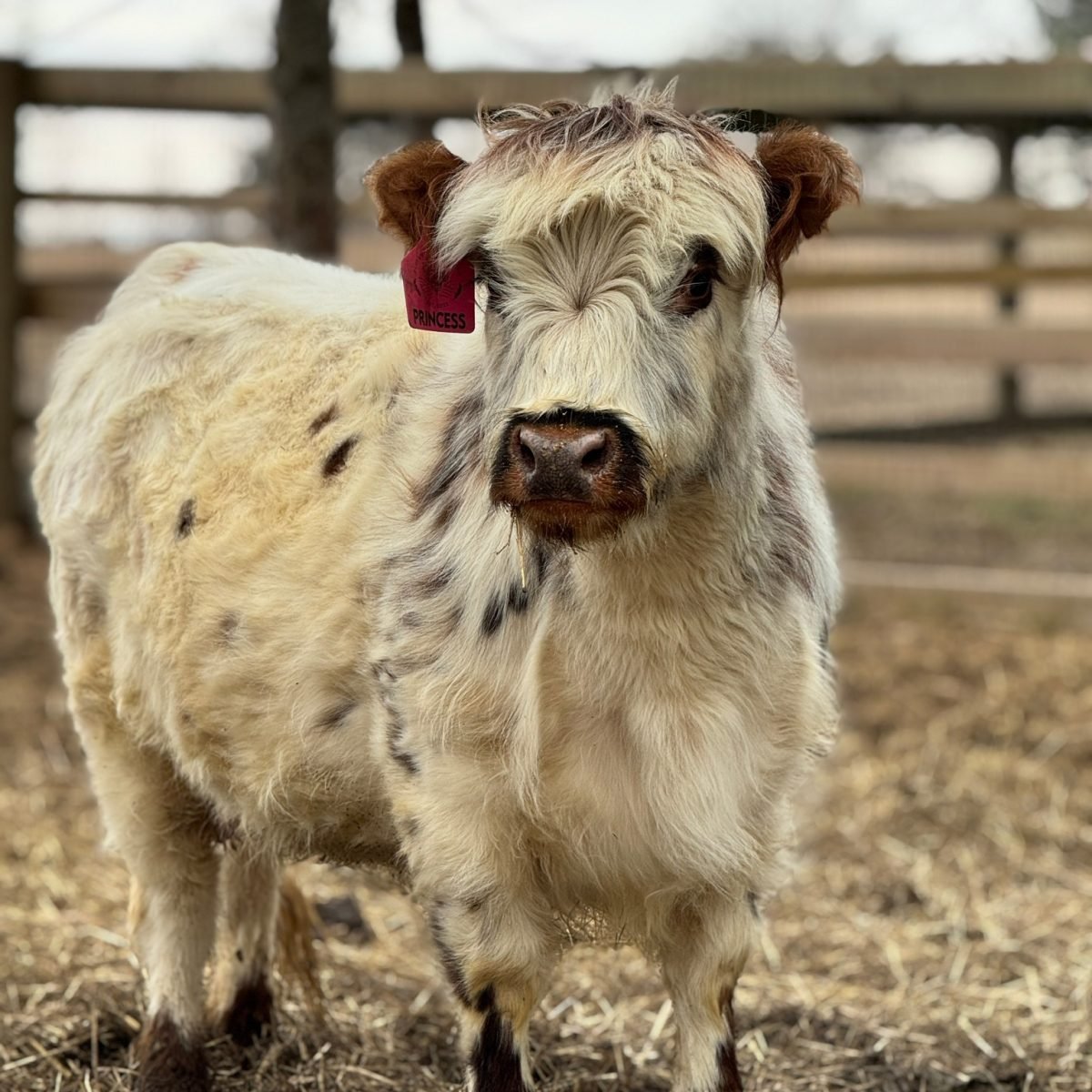 Ellie | Chondro Positive Miniature Highland Heifer Calf - Image 3