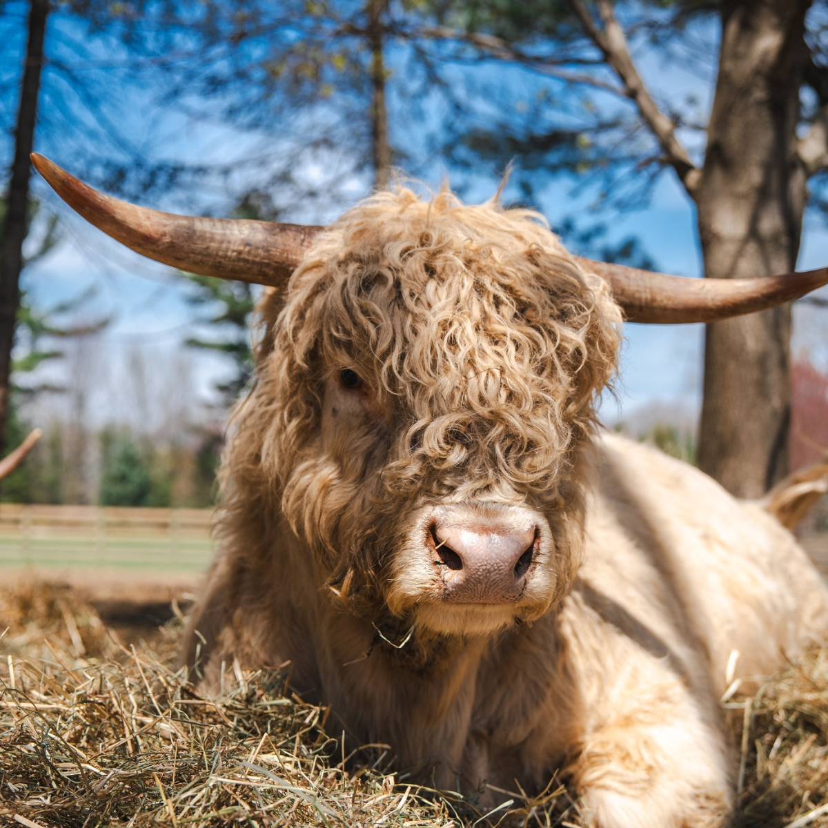 Sawyer | Miniature Highland Bull Calf - Image 2