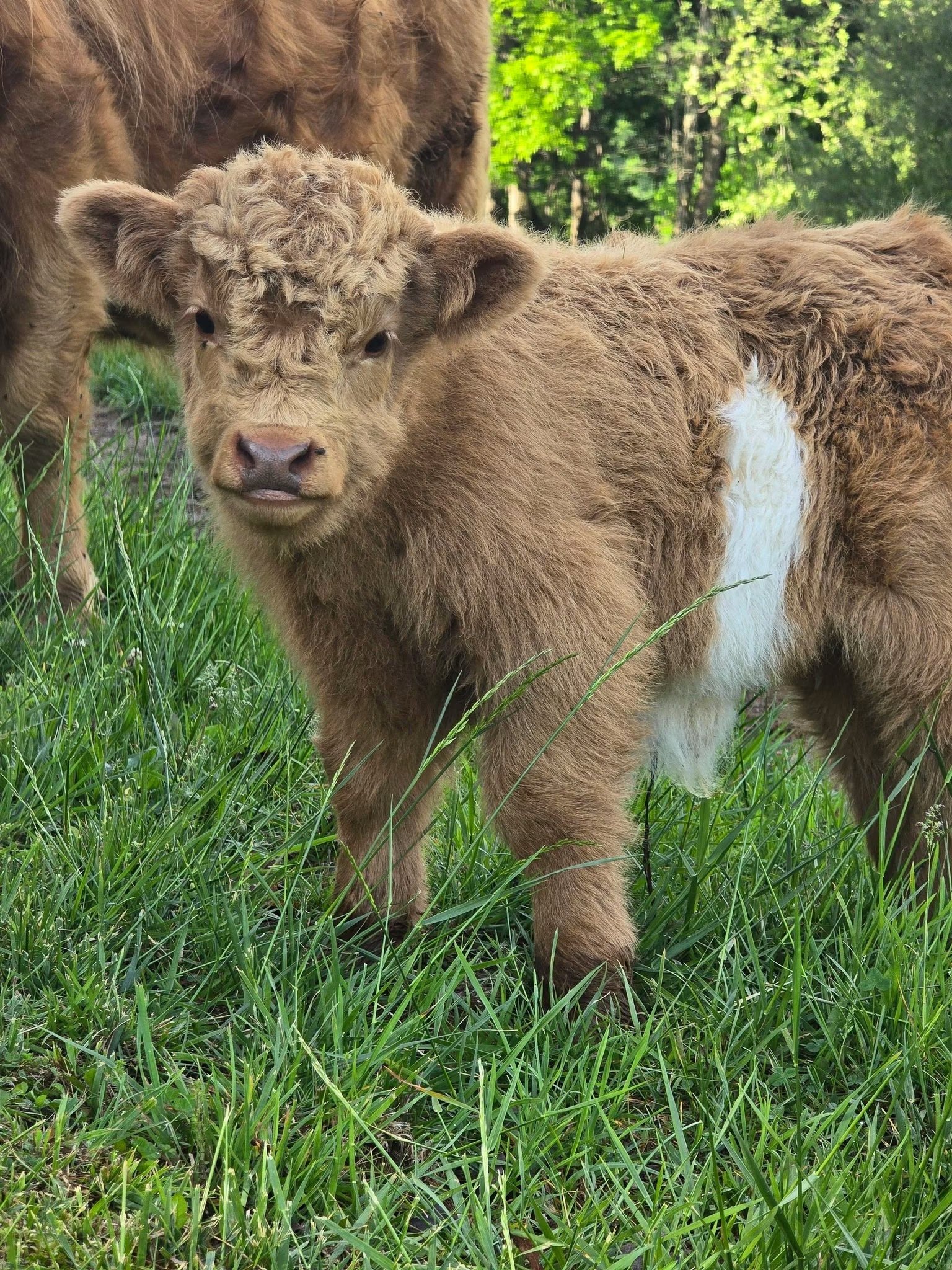 Get Mini Highland Cow Online – Milo - Image 3