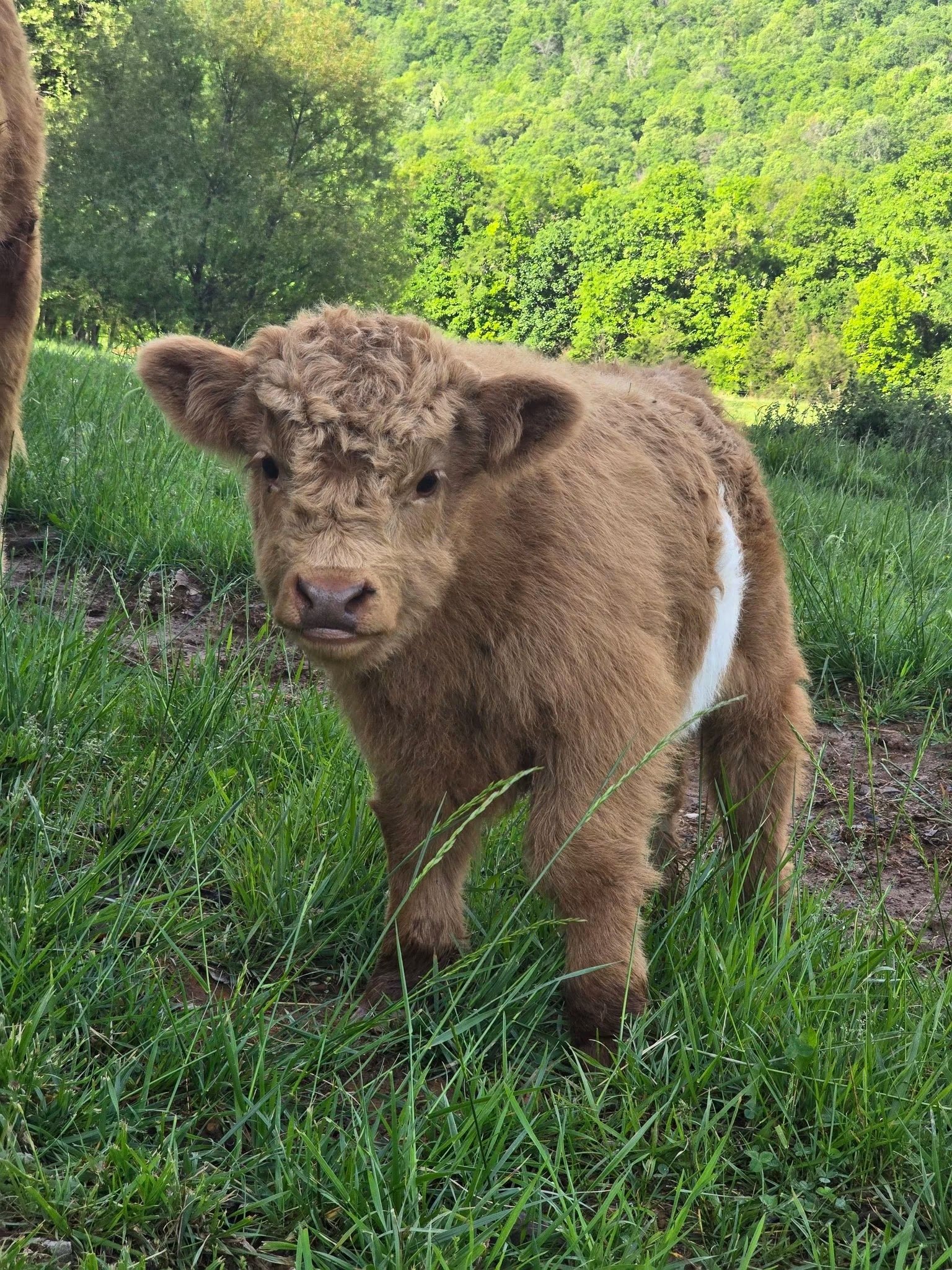 Get Mini Highland Cow Online – Milo