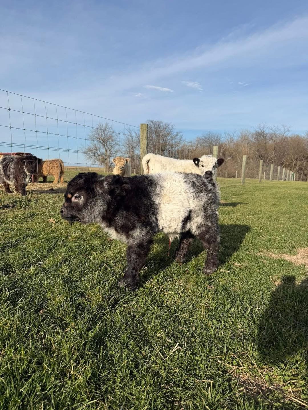 Buy Mini Highland Cow Near Me – Meet Patel