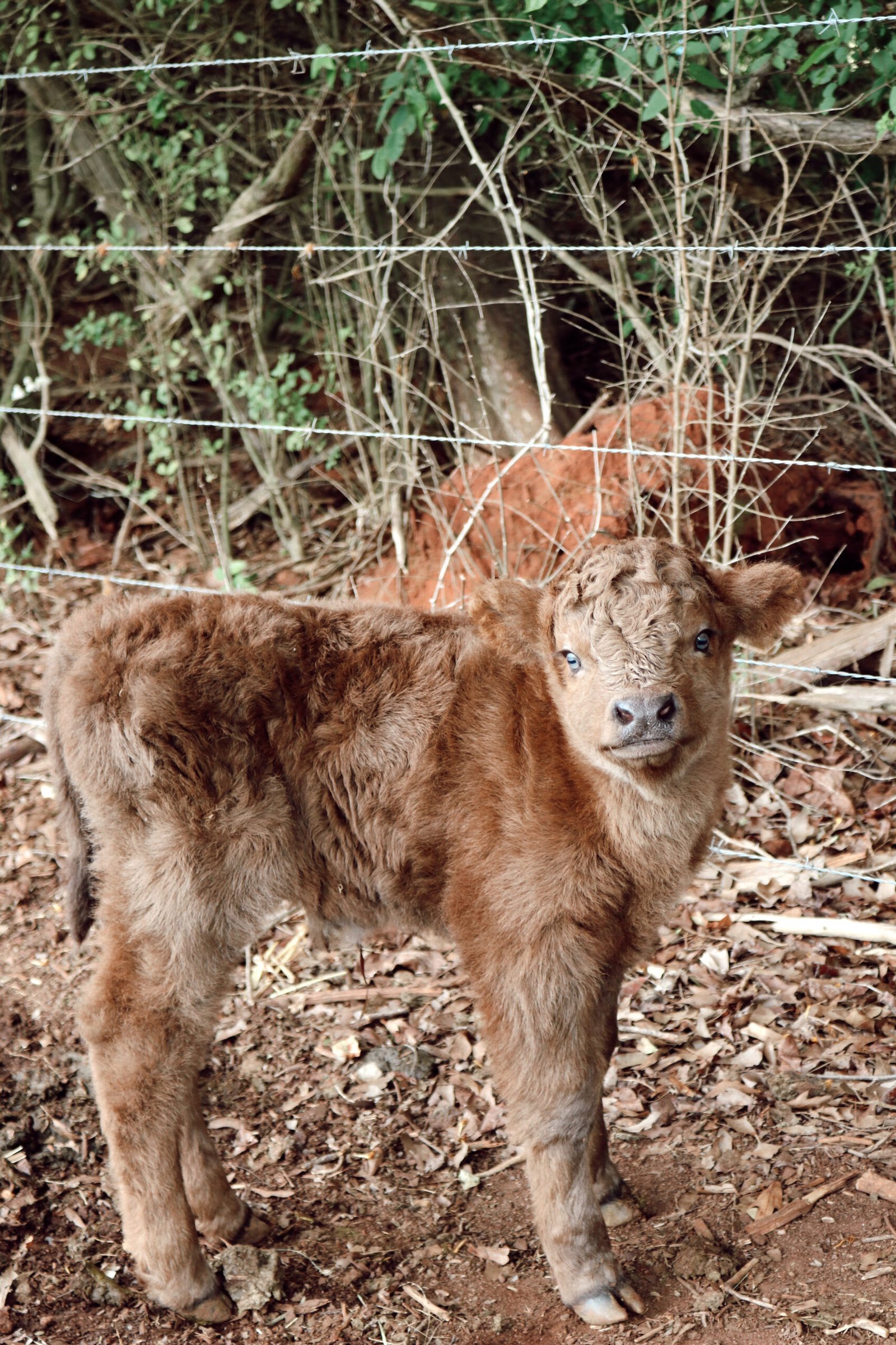 Banditt – Mini Dun Highland Bull