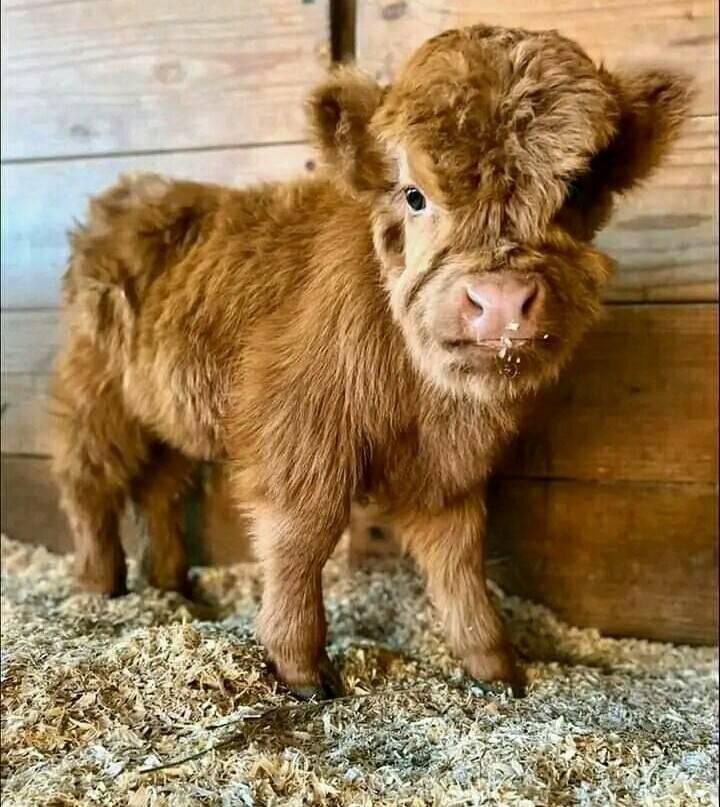 Daisy Mini Highland Heifer