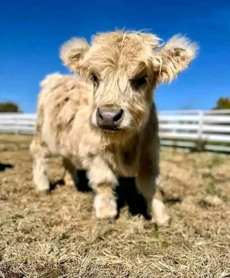 Helen Mini Highland Heifer