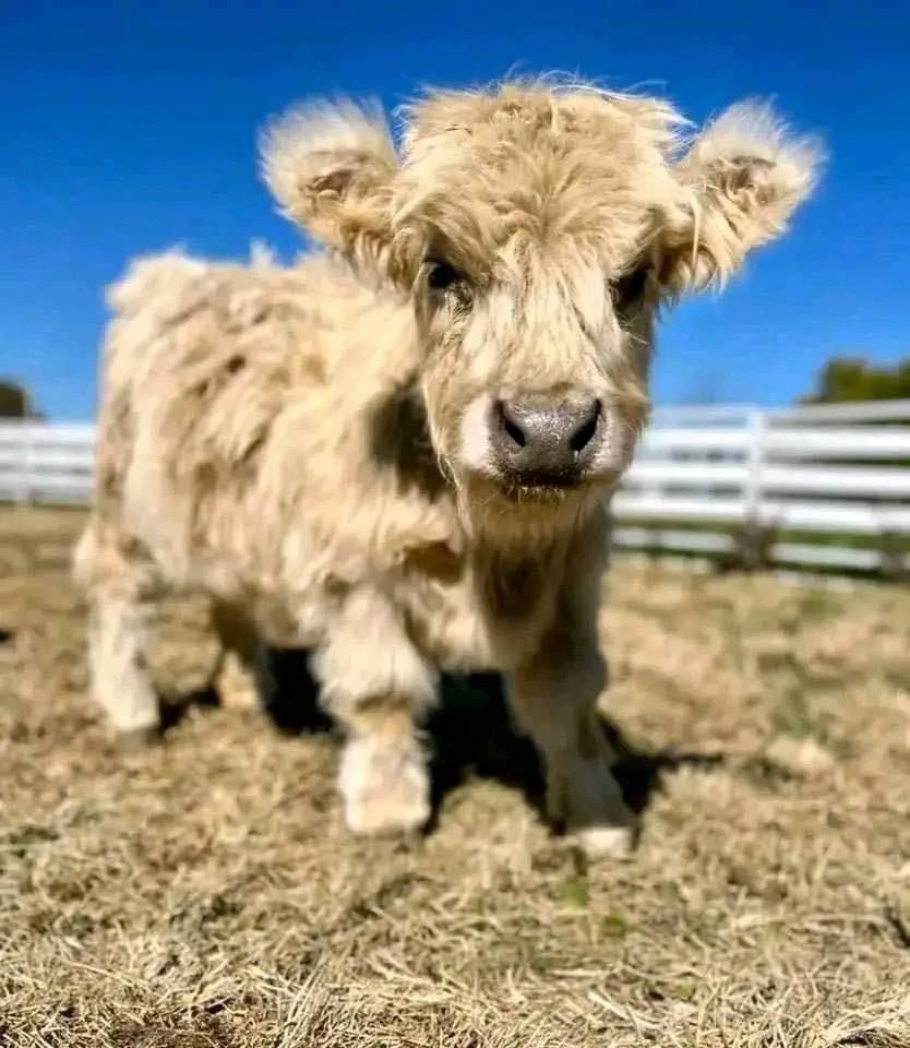 Helen Mini Highland Heifer - Image 2