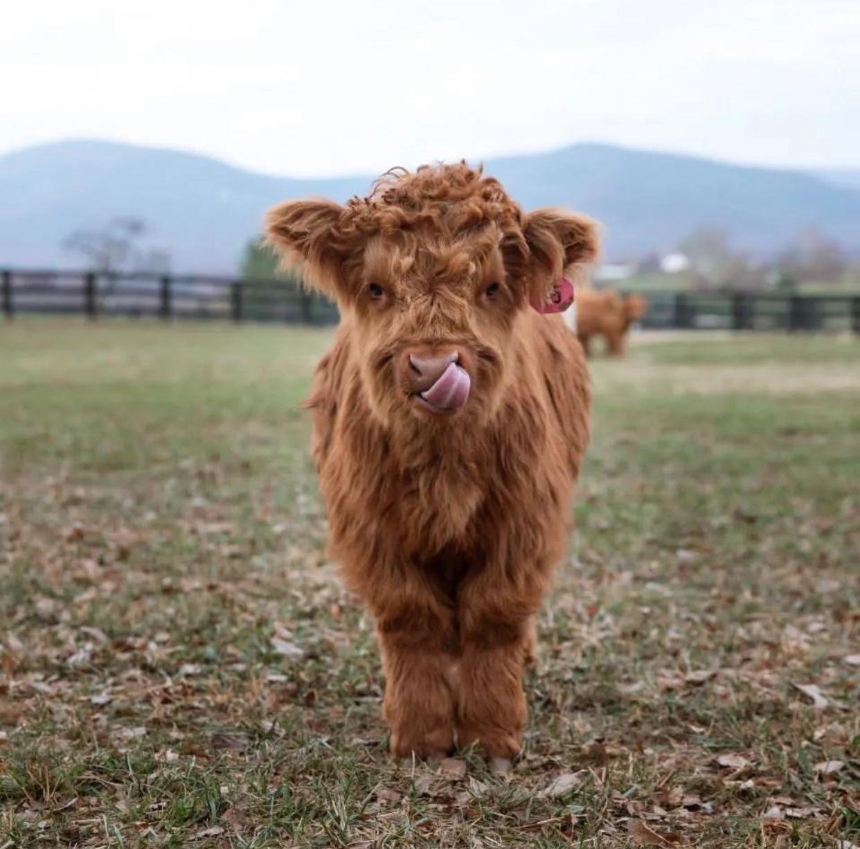 Vany Mini Highland Heifer
