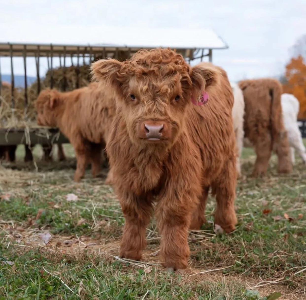 Vany Mini Highland Heifer - Image 2
