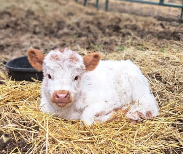 Blossom Mini Highland Heifer