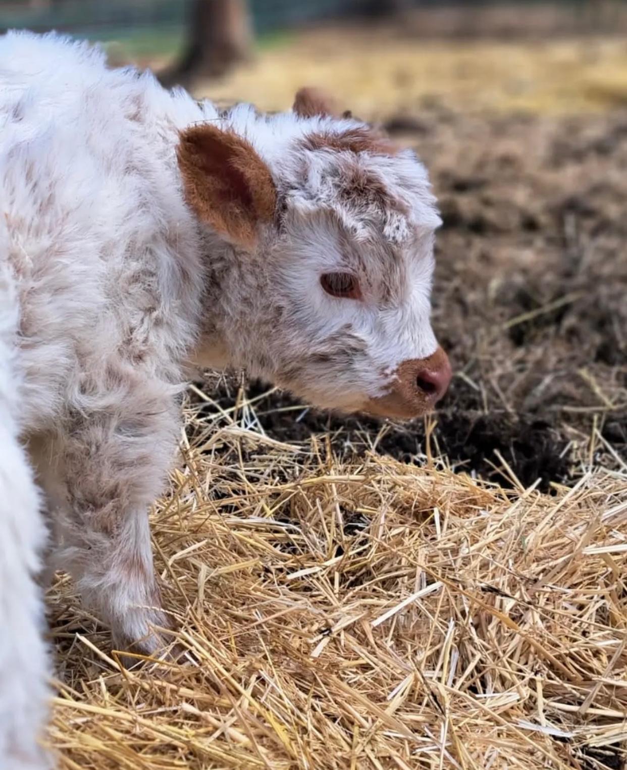 Blossom Mini Highland Heifer - Image 2
