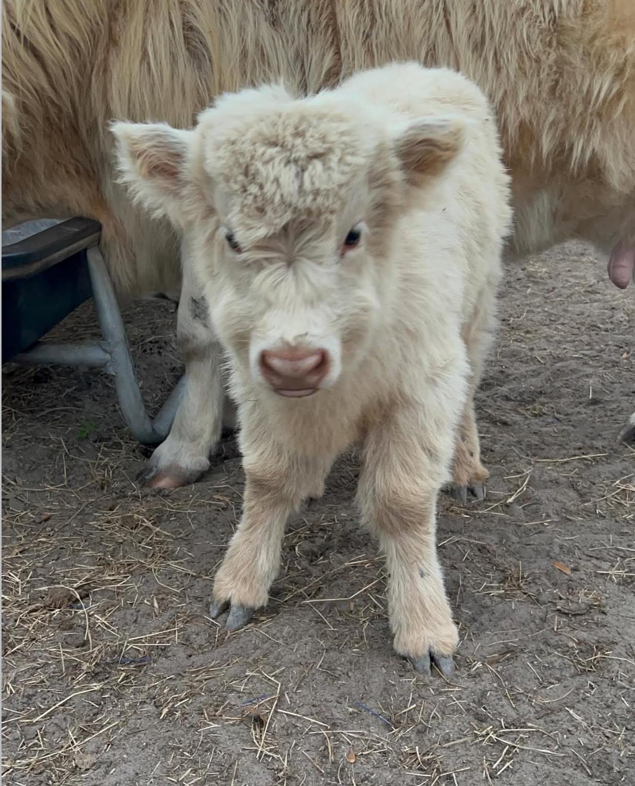 Frosty Mini Highland Bull - Image 2