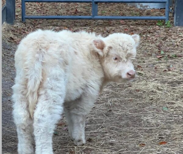 Frosty Mini Highland Bull
