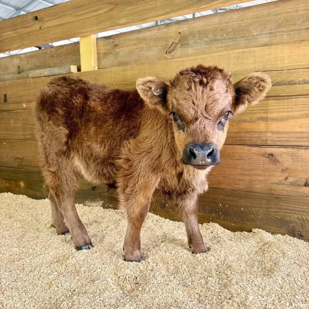 Cocoa Mini Highland Heifer - Image 2
