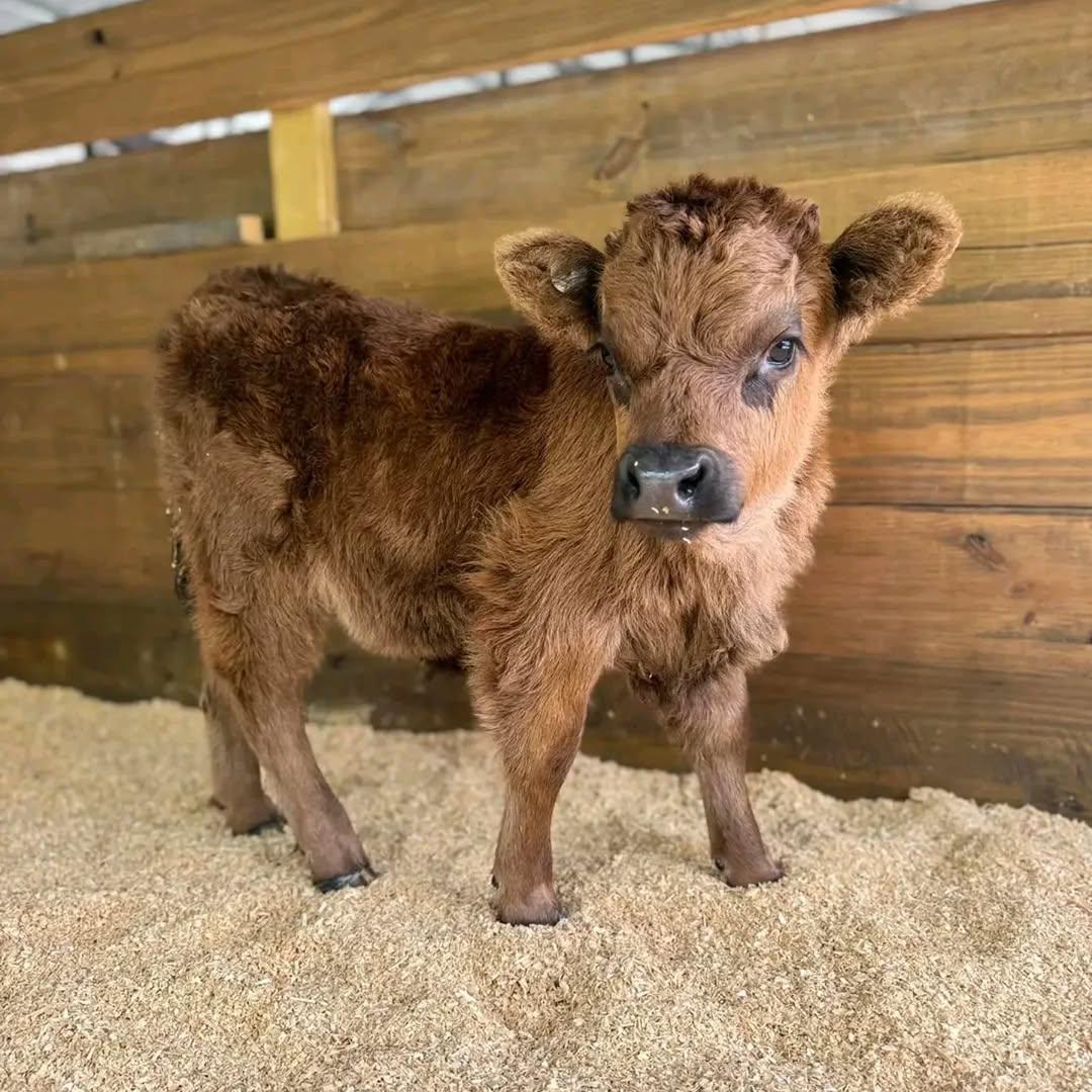 Cocoa Mini Highland Heifer