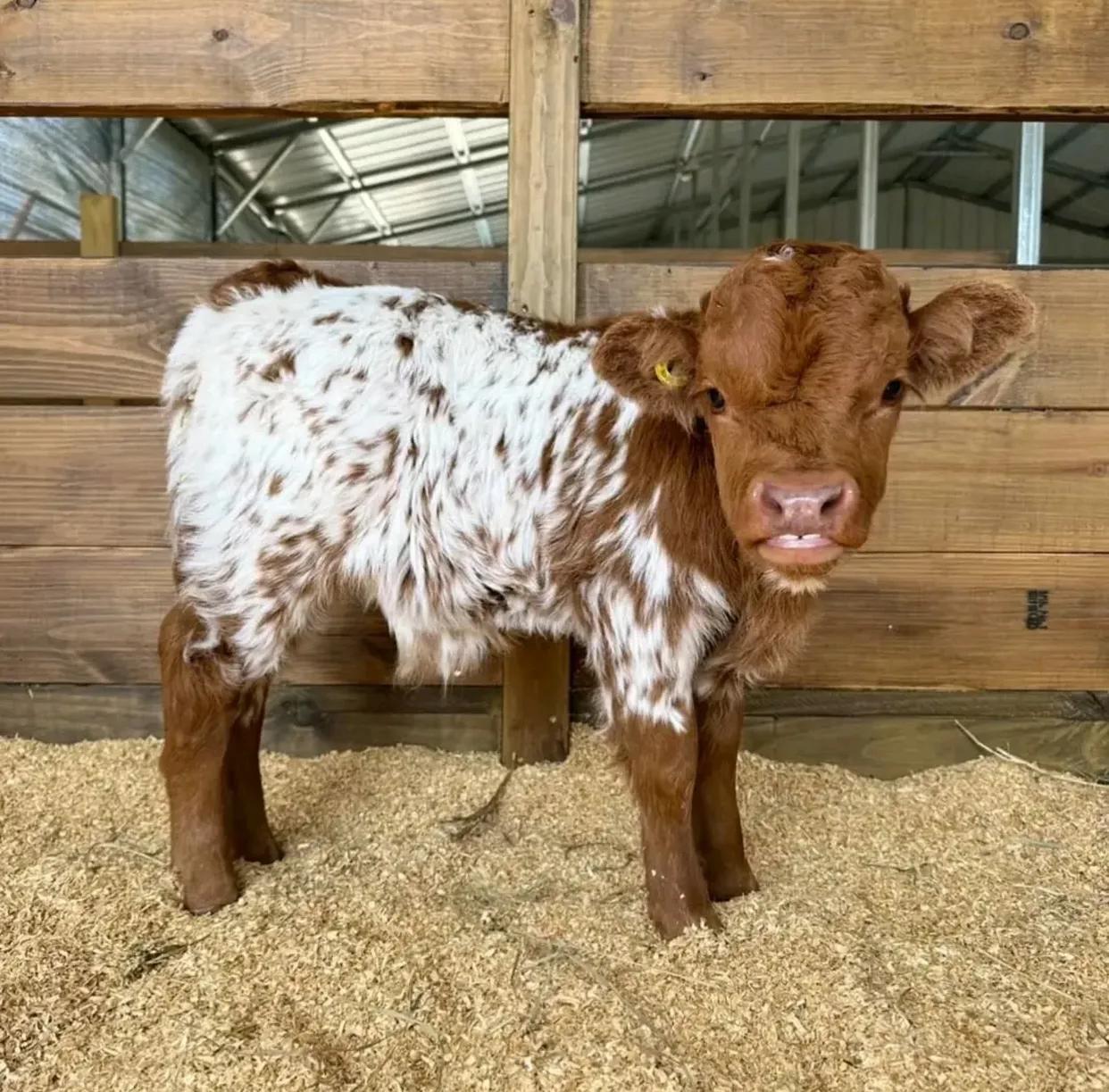 Rusty Mini Highland Bull - Image 2
