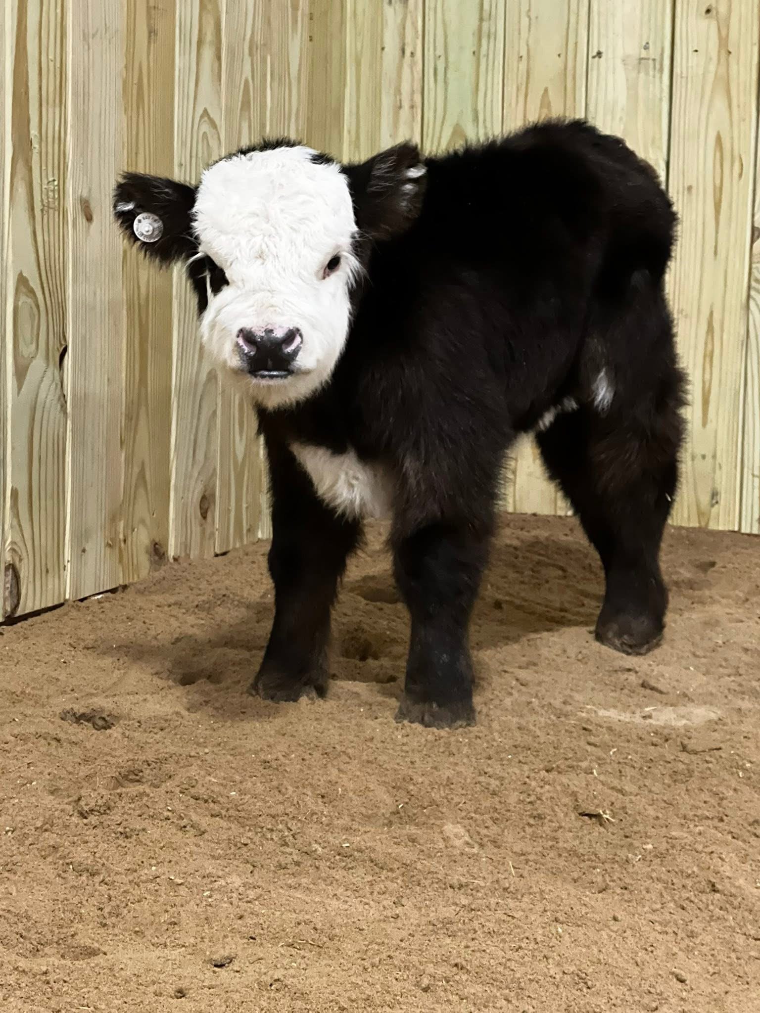 Mini Highland Cows in USA – Meet Willow