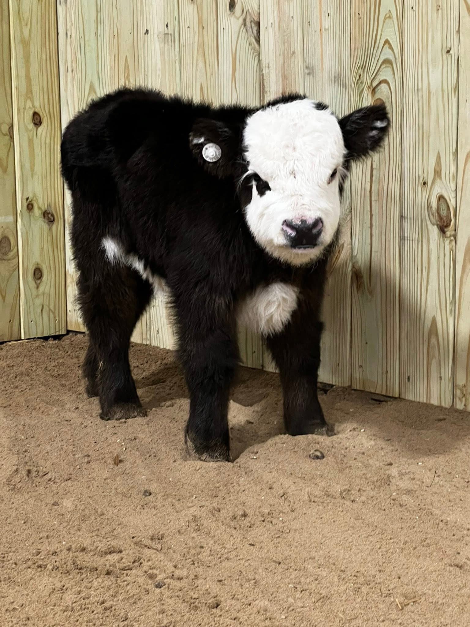 Mini Highland Cows in USA – Meet Willow - Image 3