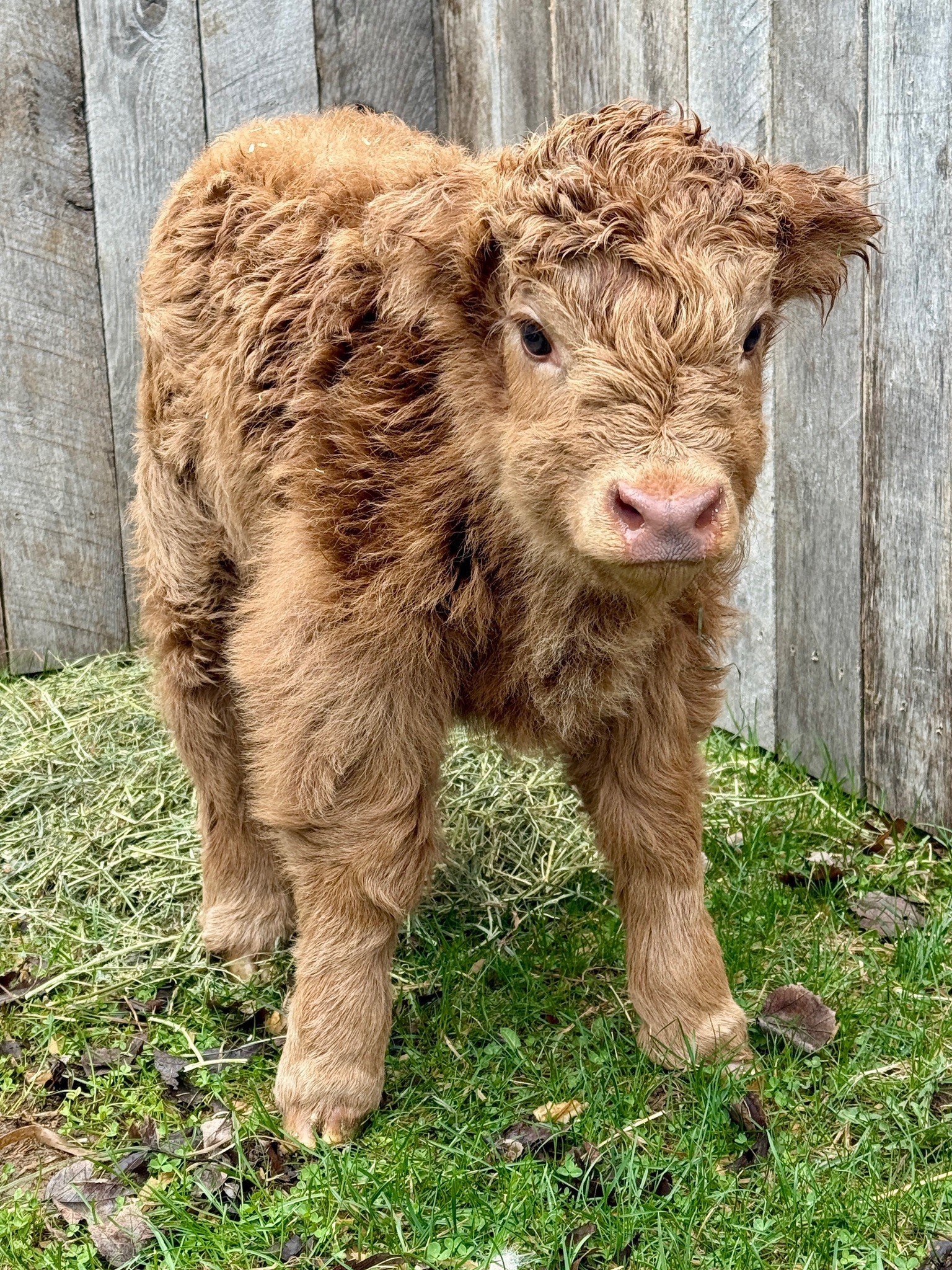 Blake – Chondro Positive Bull Calf. - Image 2
