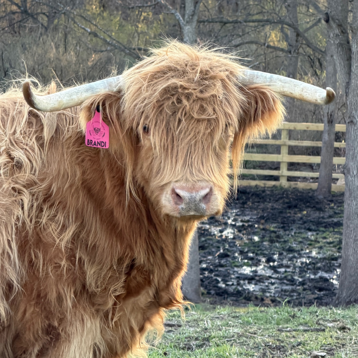 Mason | Chondro Positive Miniature Highland Bull Calf - Image 3
