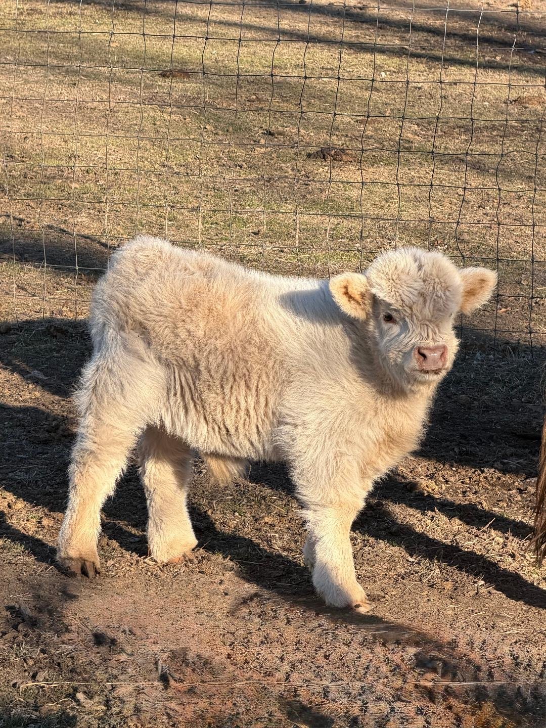 Buddy – Chondro Positive Micro/Mini Highland Bull Calf