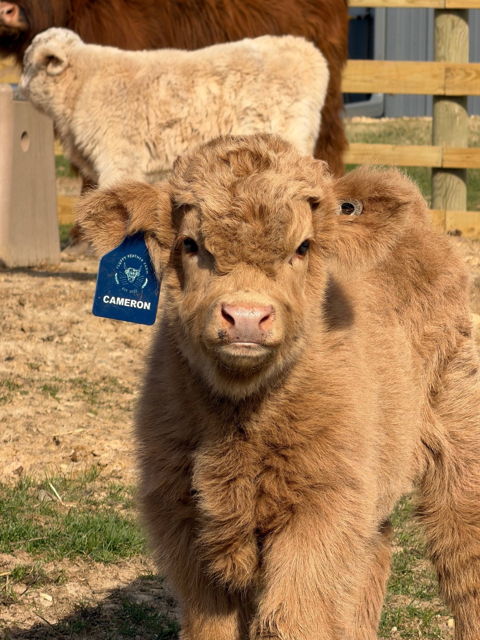 Cameron – Chondro Negative Miniature Highland Bull Calf