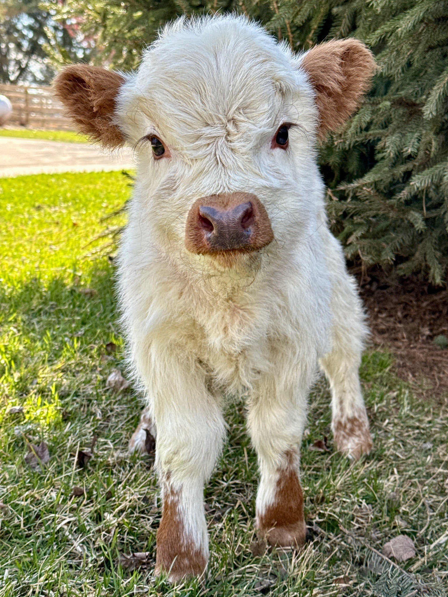 Ellie | Chondro Positive Miniature Highland Heifer Calf - Image 2