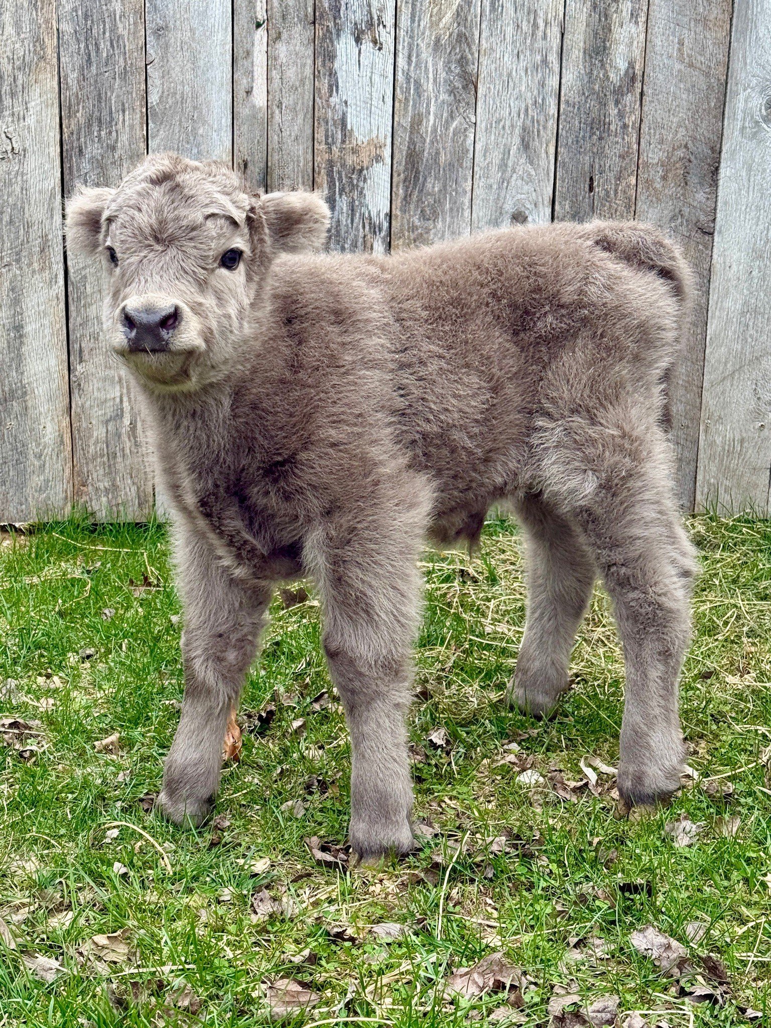 Elliot – Chondro Negative Mini Highland Bull Calf