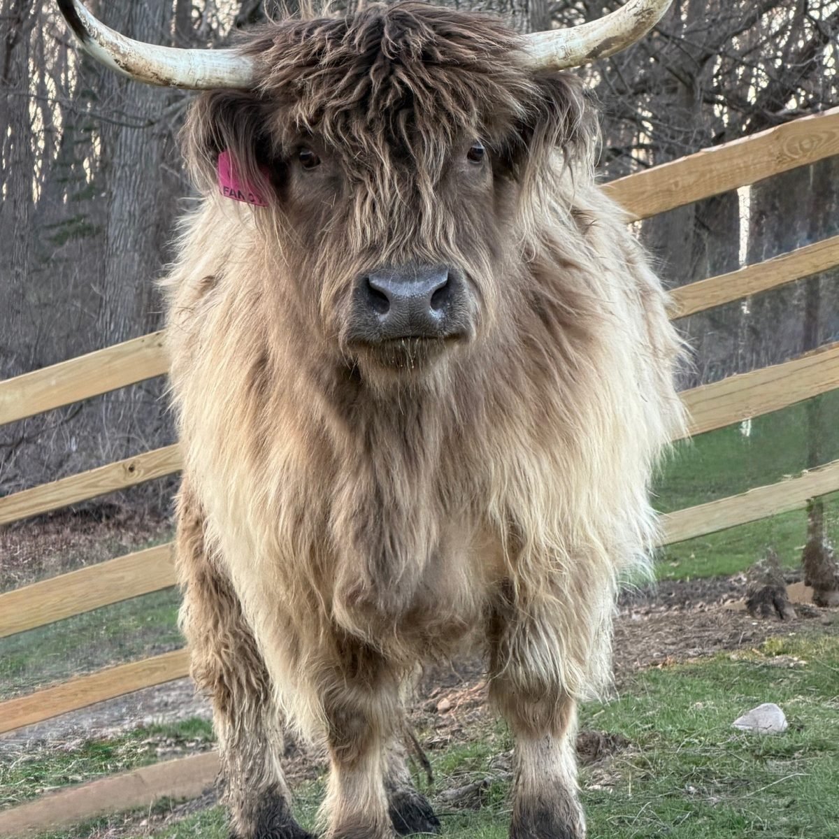 Blake – Chondro Positive Bull Calf. - Image 3