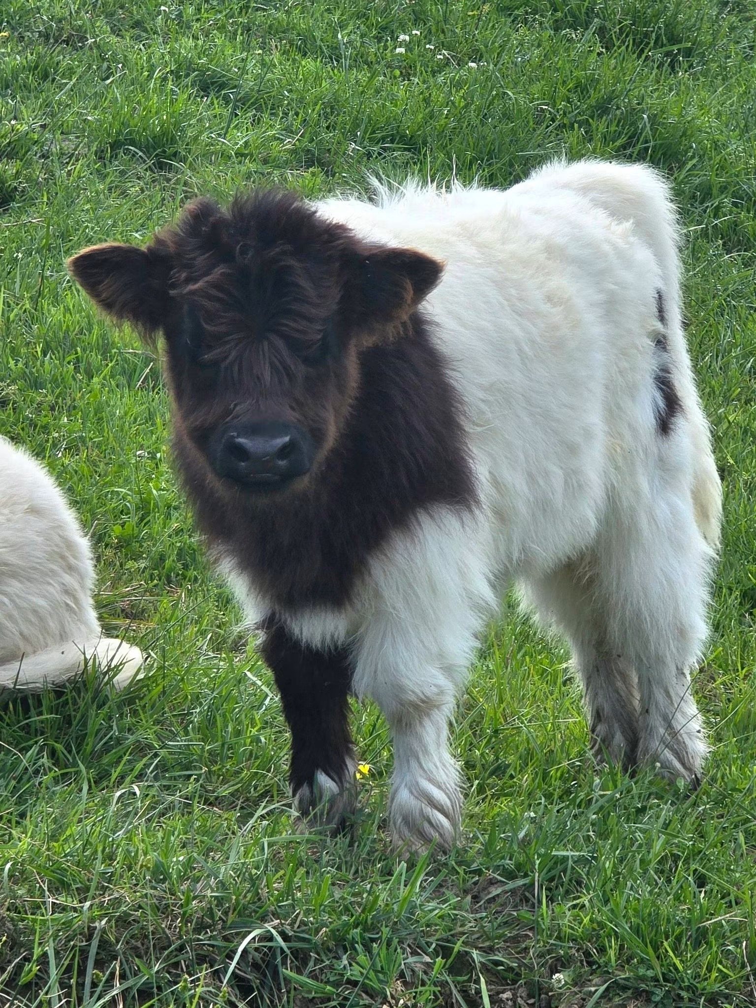 Highland Cow for Sale – Meet Franklin