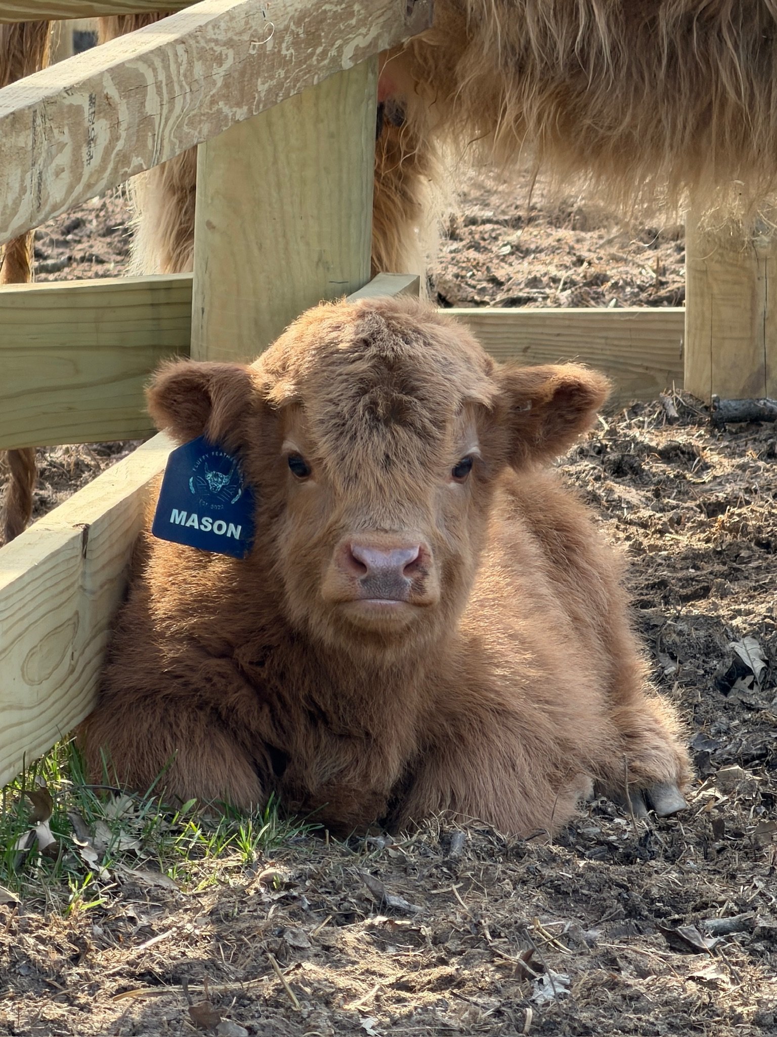 Mason | Chondro Positive Miniature Highland Bull Calf