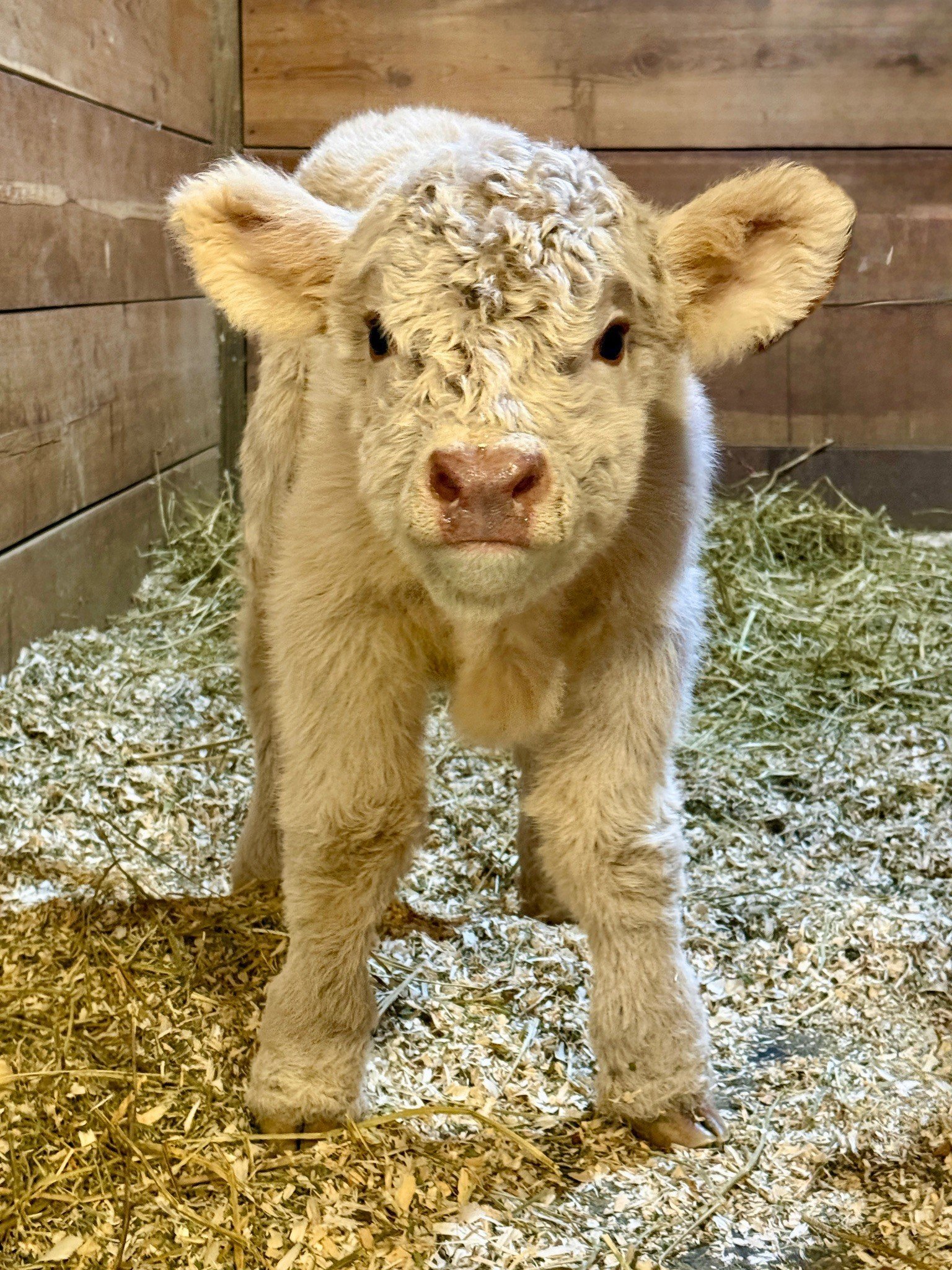 Sawyer | Miniature Highland Bull Calf - Image 3