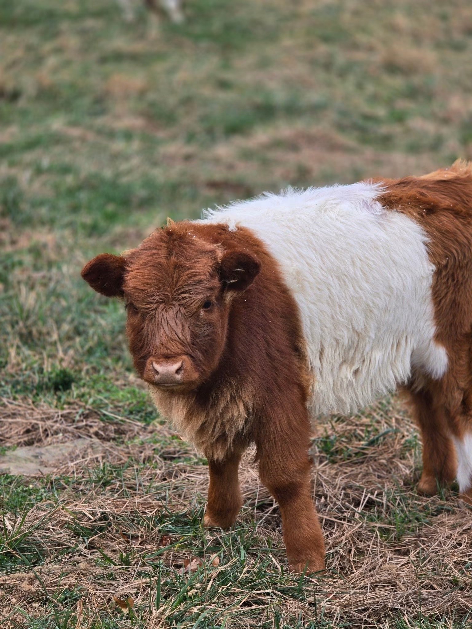 Mini Highland Cow – Meet Stormy