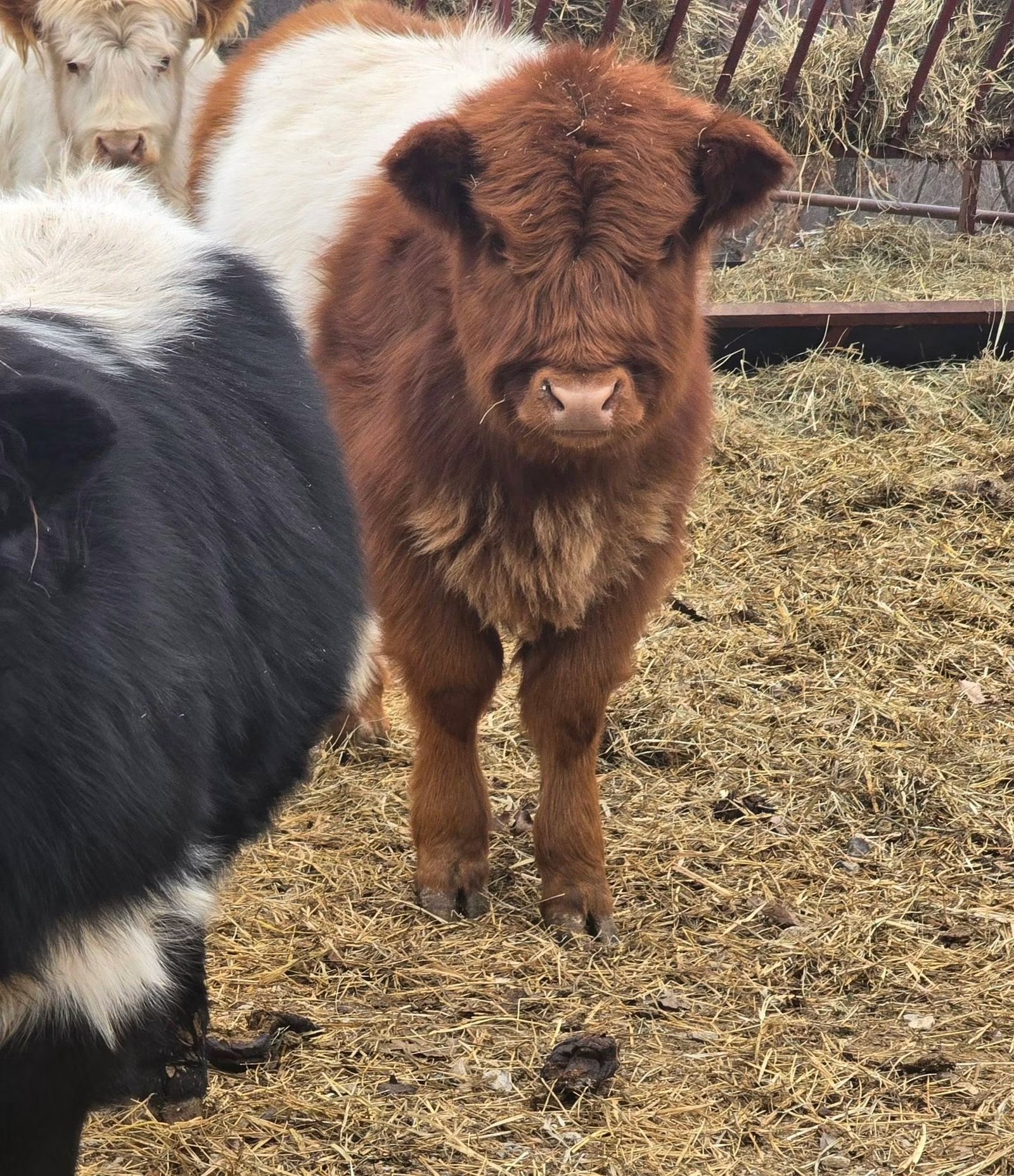 Mini Highland Cow – Meet Stormy - Image 3