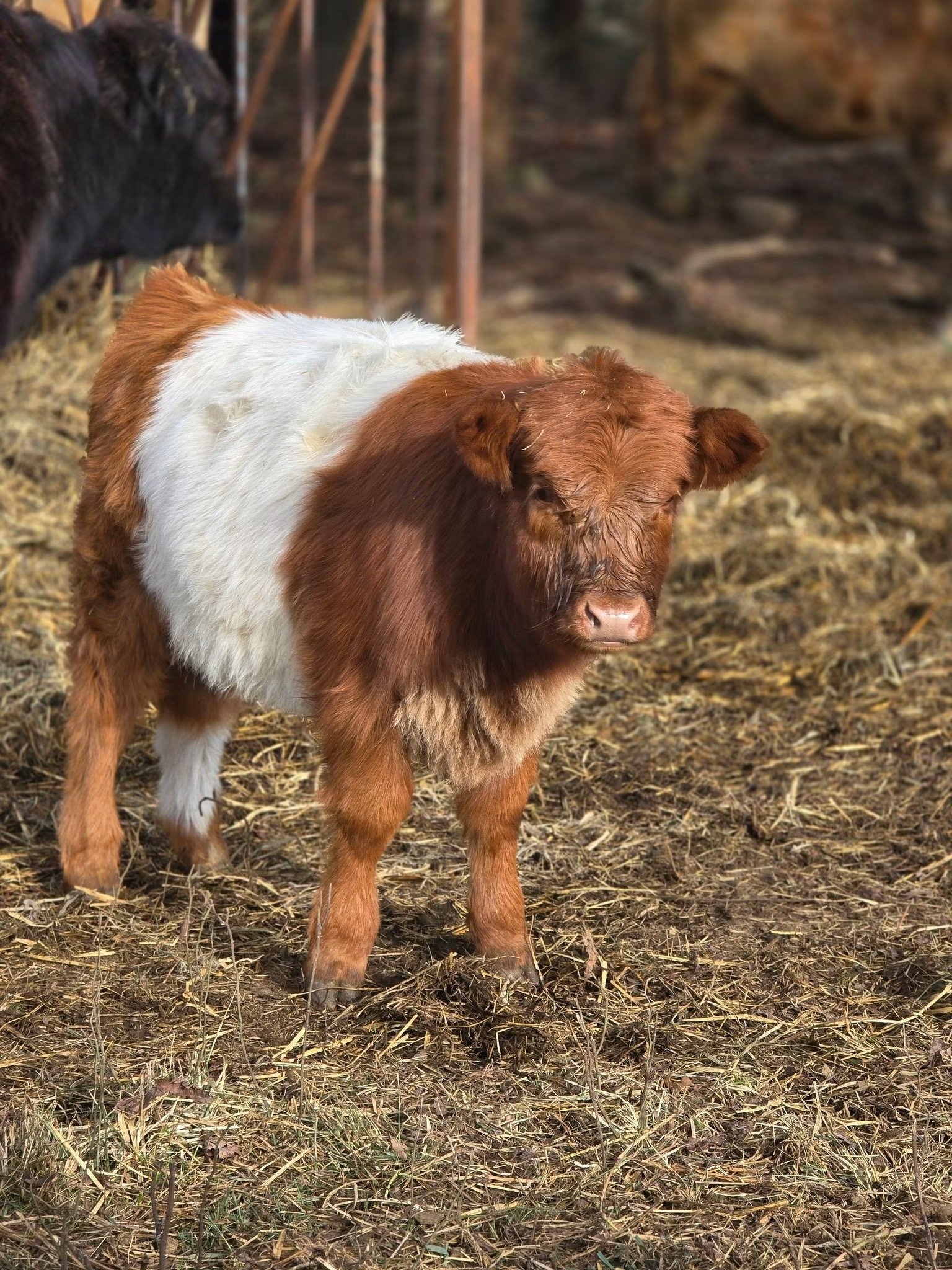 Mini Highland Cow – Meet Stormy - Image 2