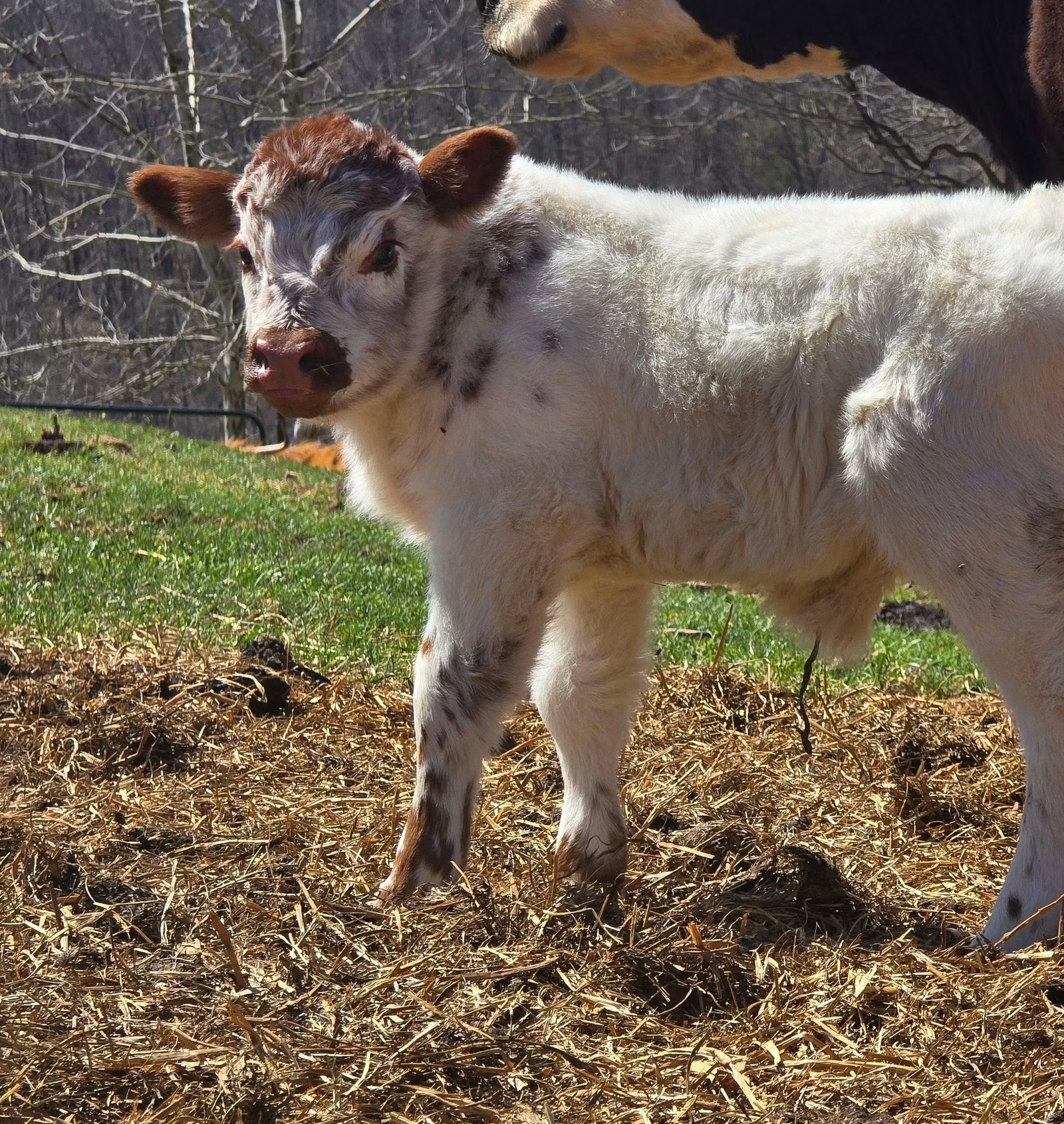 Theo (Female) Miniature highland Cow for sale