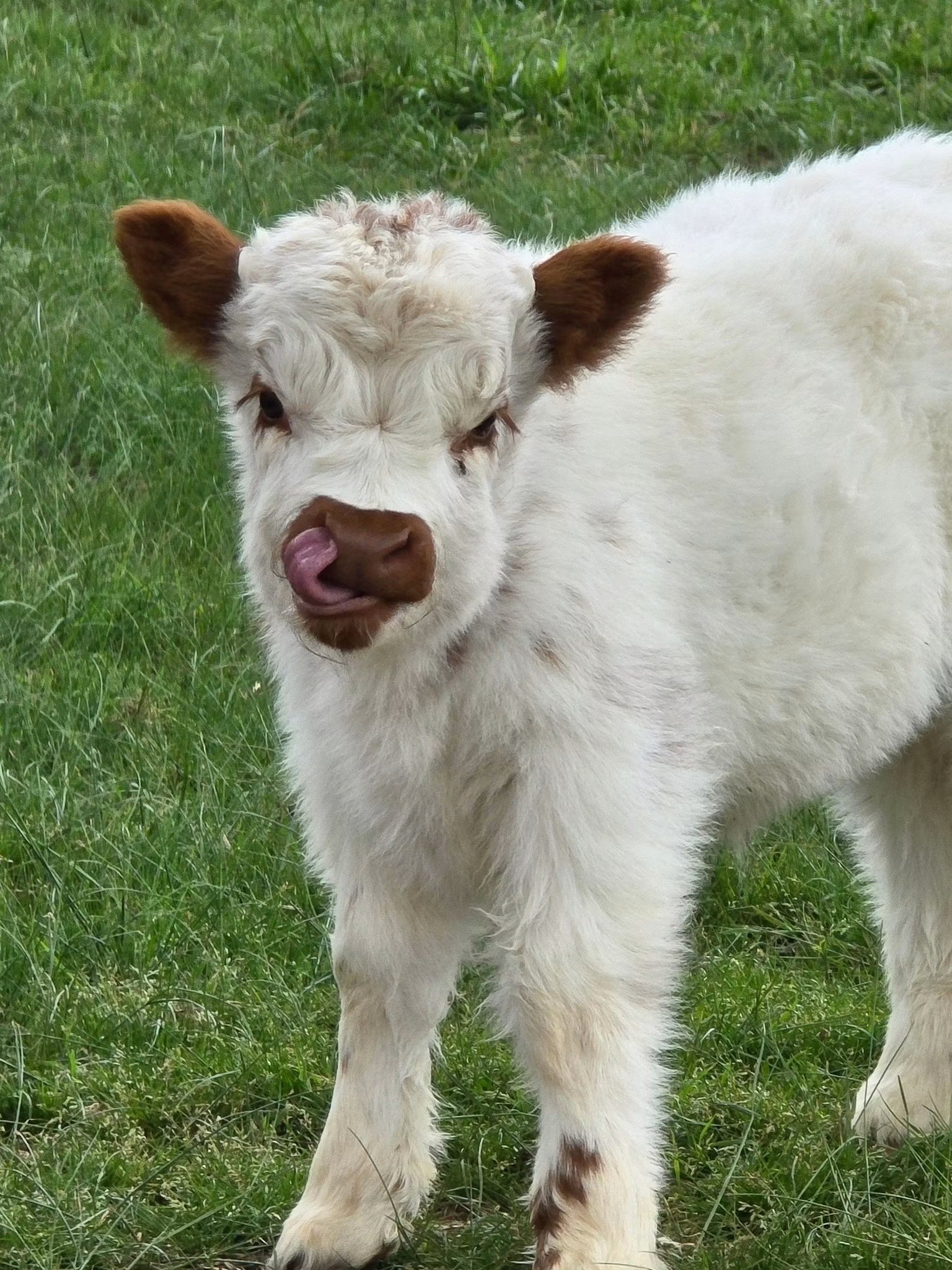 Wesley (Male) buy mini highland cow